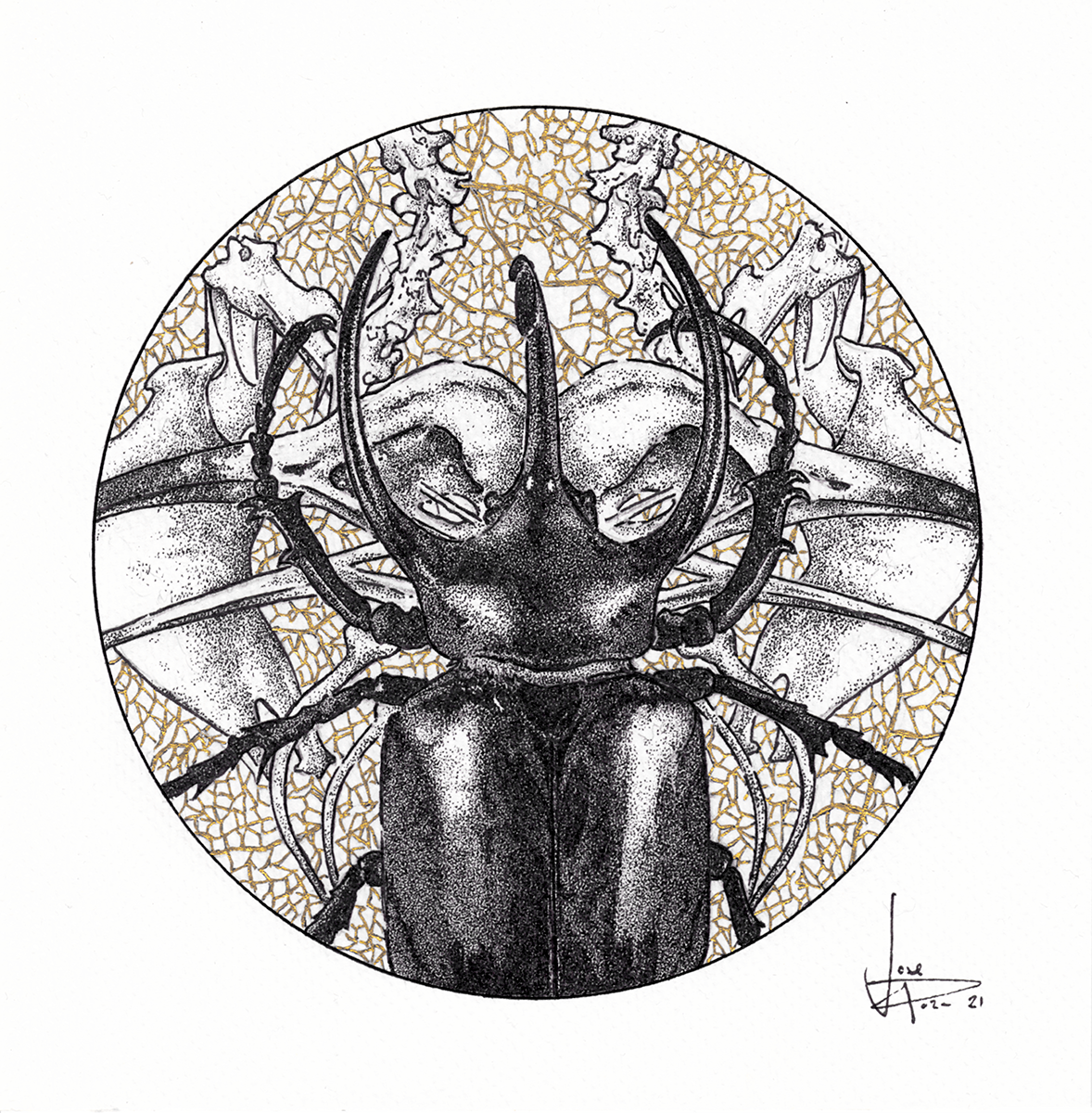 Chalcosoma caucasus 2021