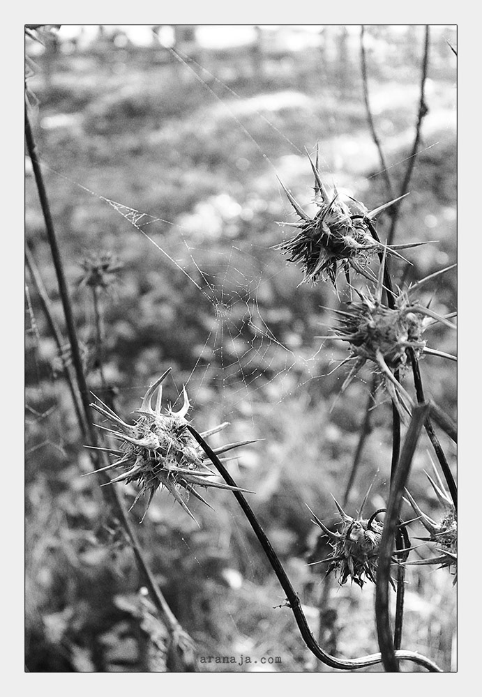 Dangerous Nature III 2013