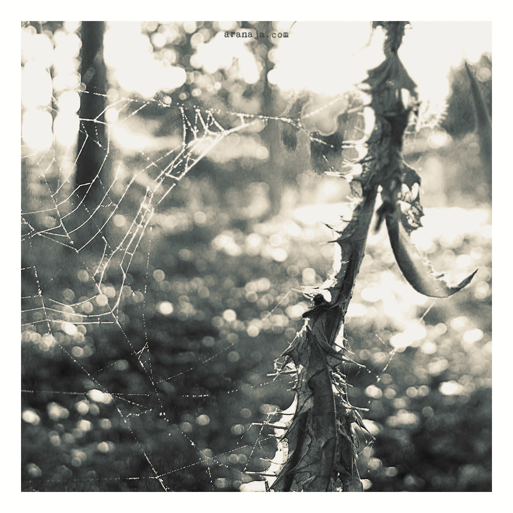 Spikes and Cobweb 2013