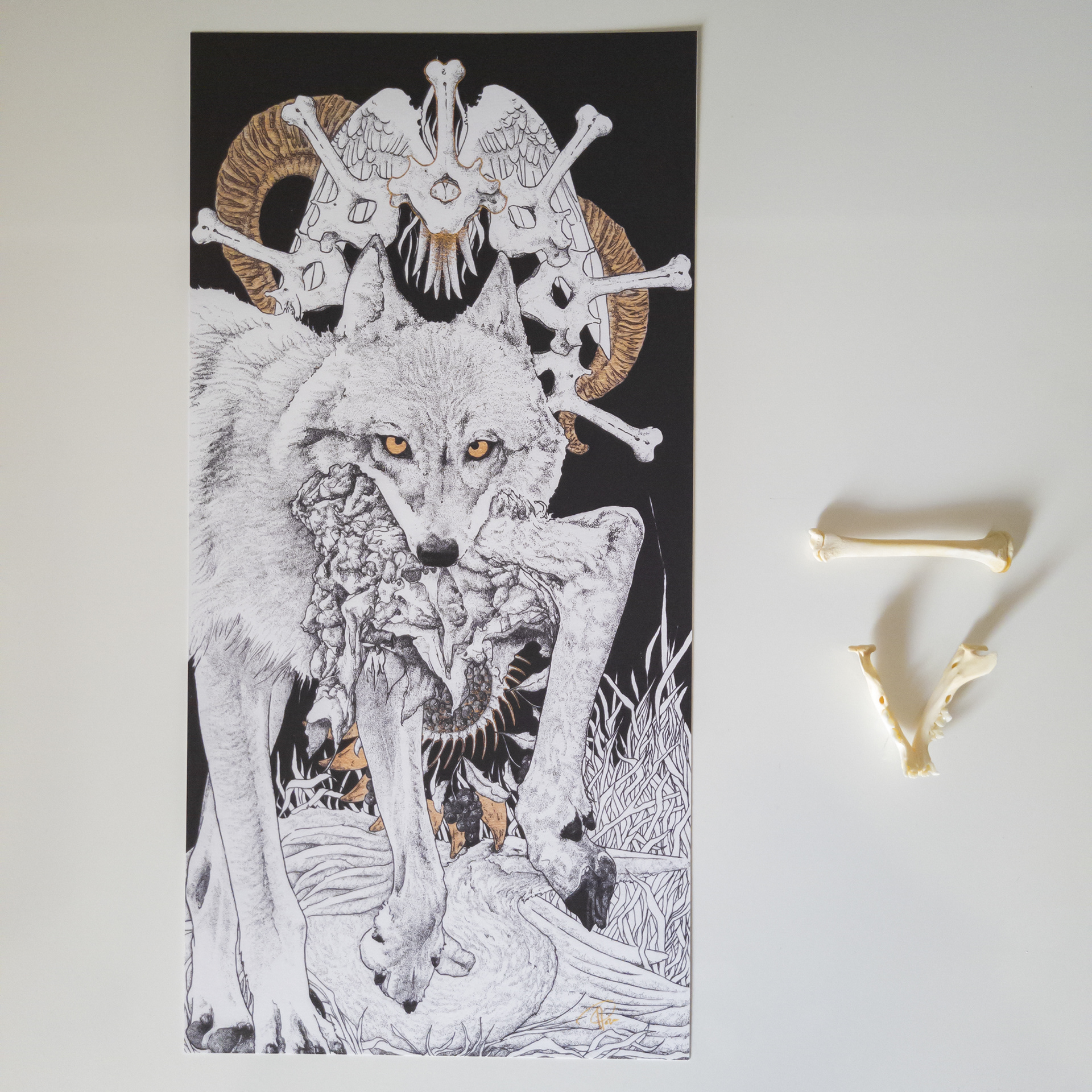 Carnivore  14.5 x 29.5 cm print 