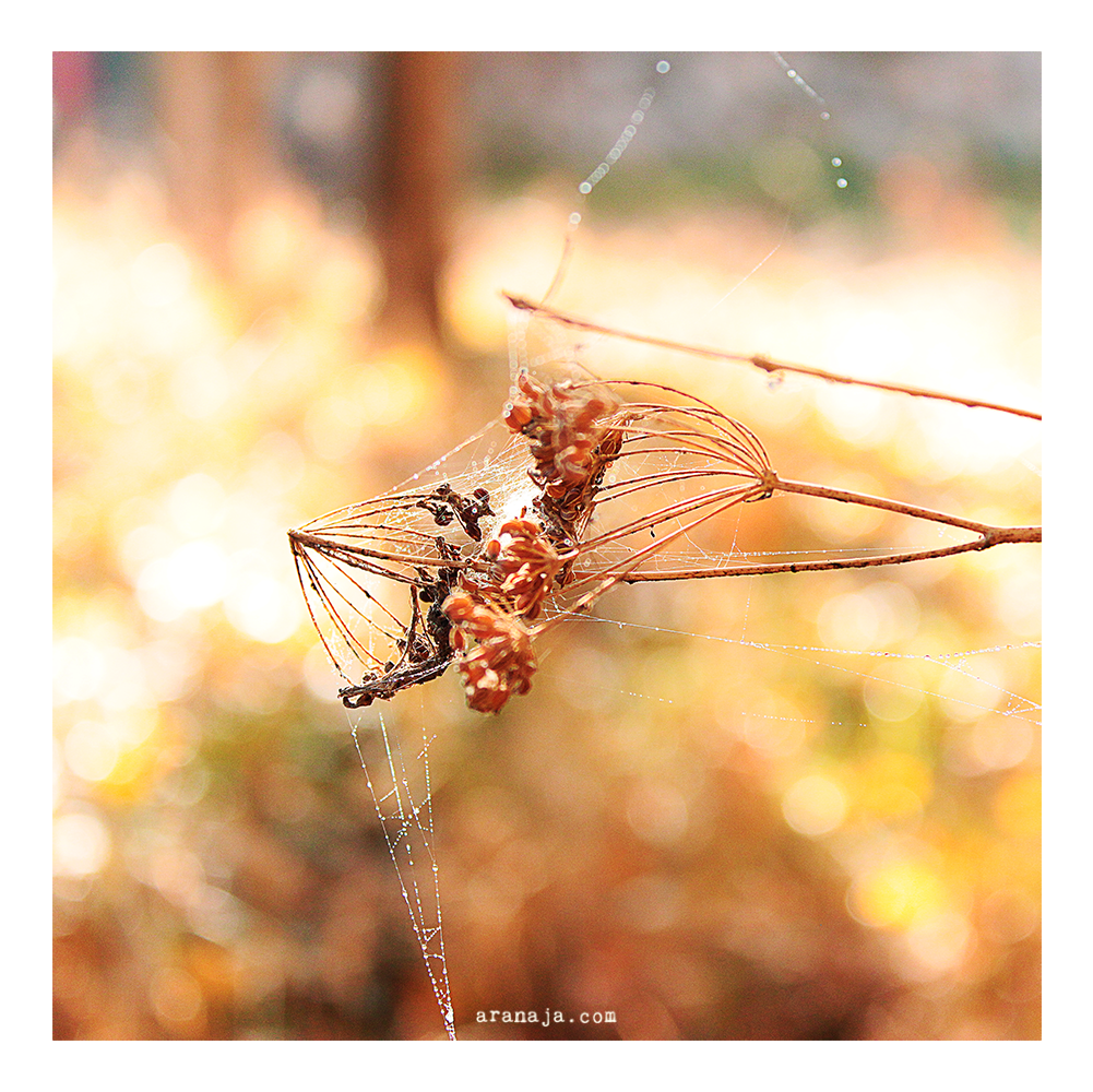 Details of the Autumn 2013