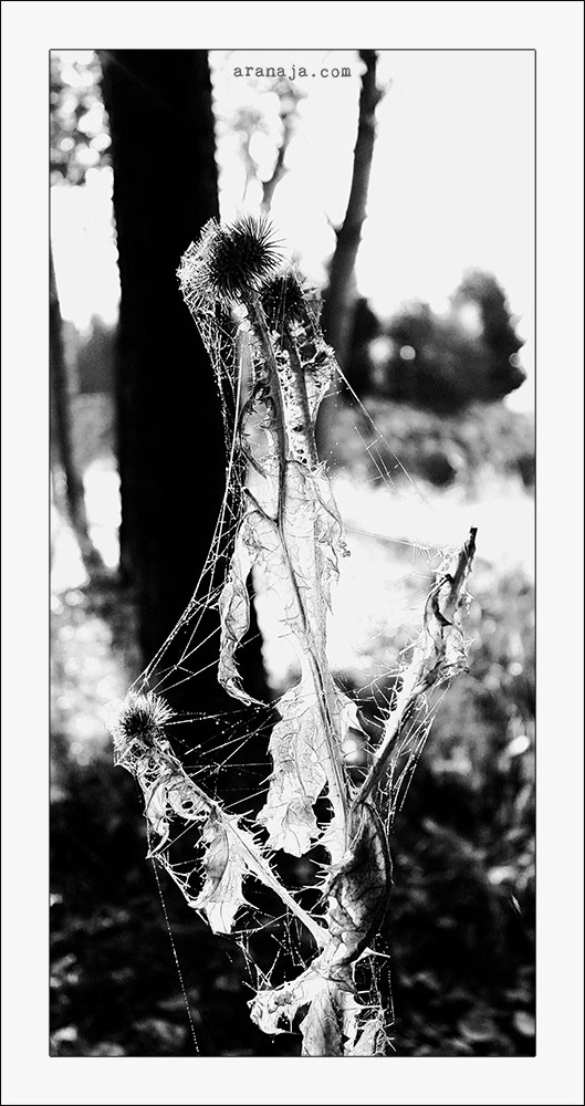 Spiderweb's Autumn 2013