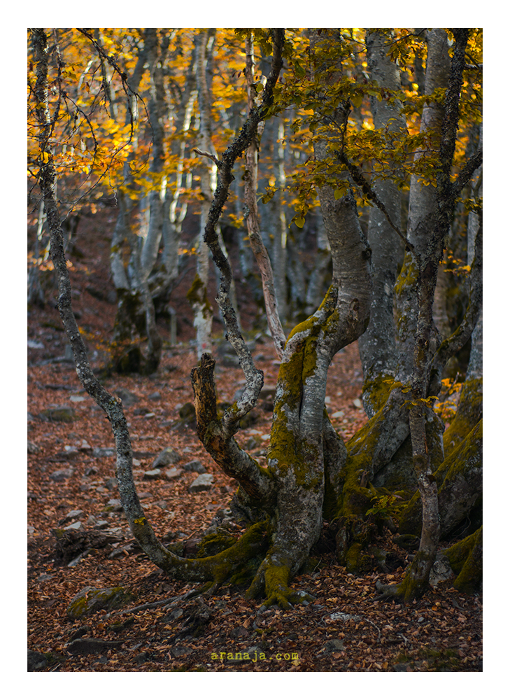 Freie Natur III 2017