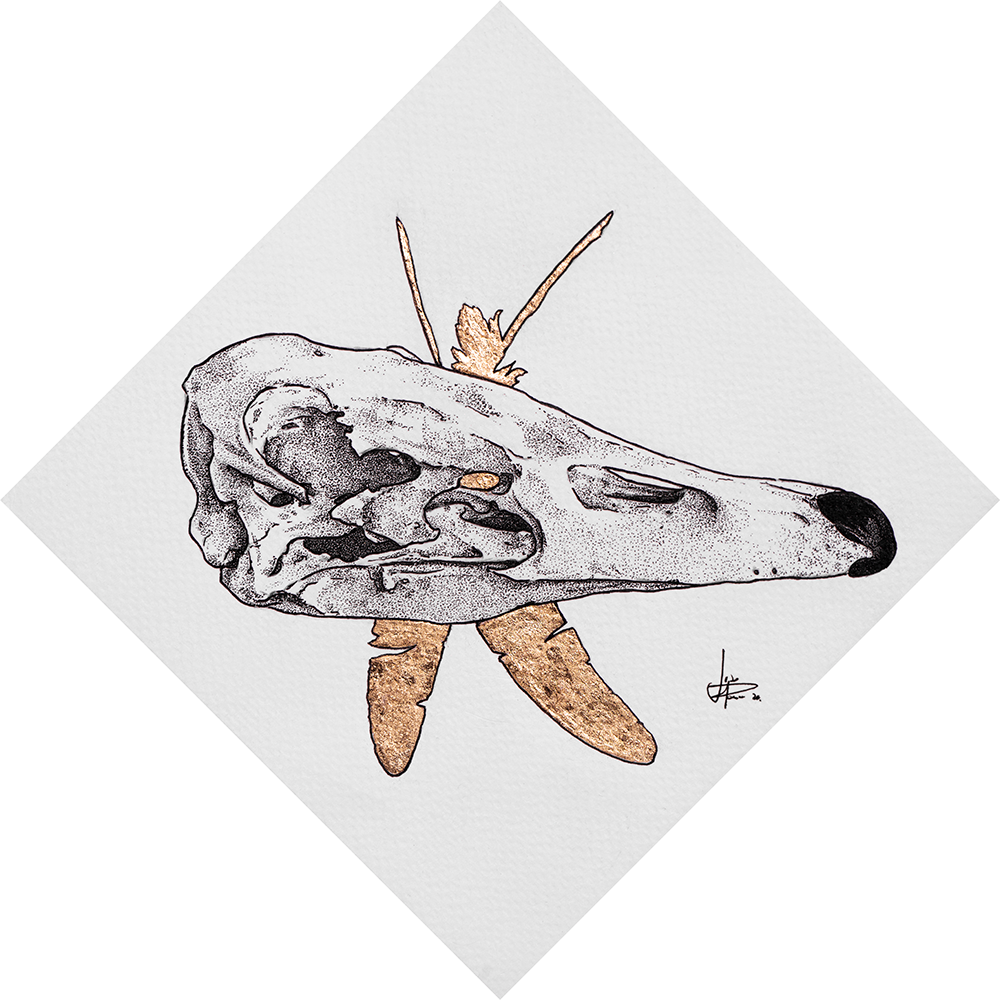 Cygnus buccinator 2020