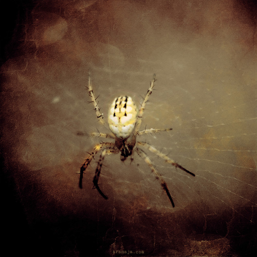  Arachne II 2015