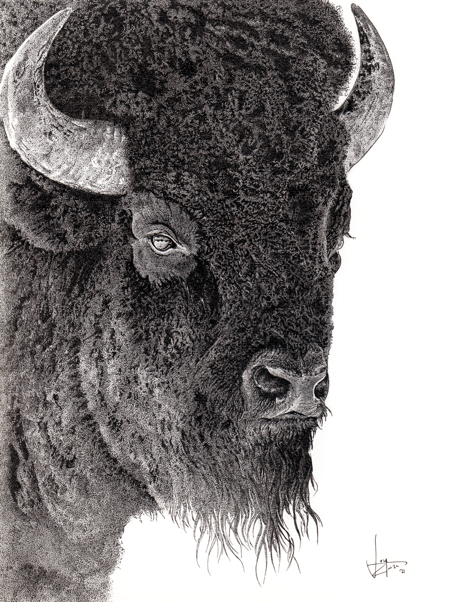 Bison bison 2021
