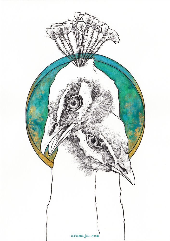 Pavo cristatus III 2018