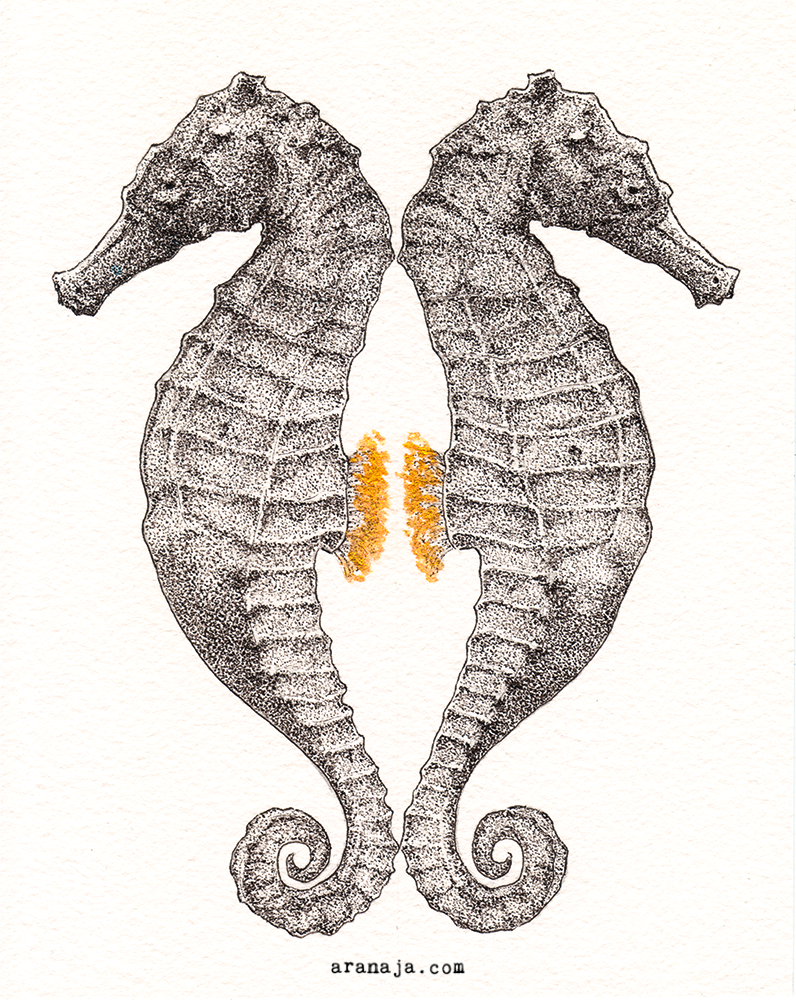 Seahorses 2015