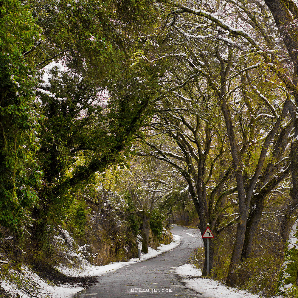 Grün und Grau IV 2016