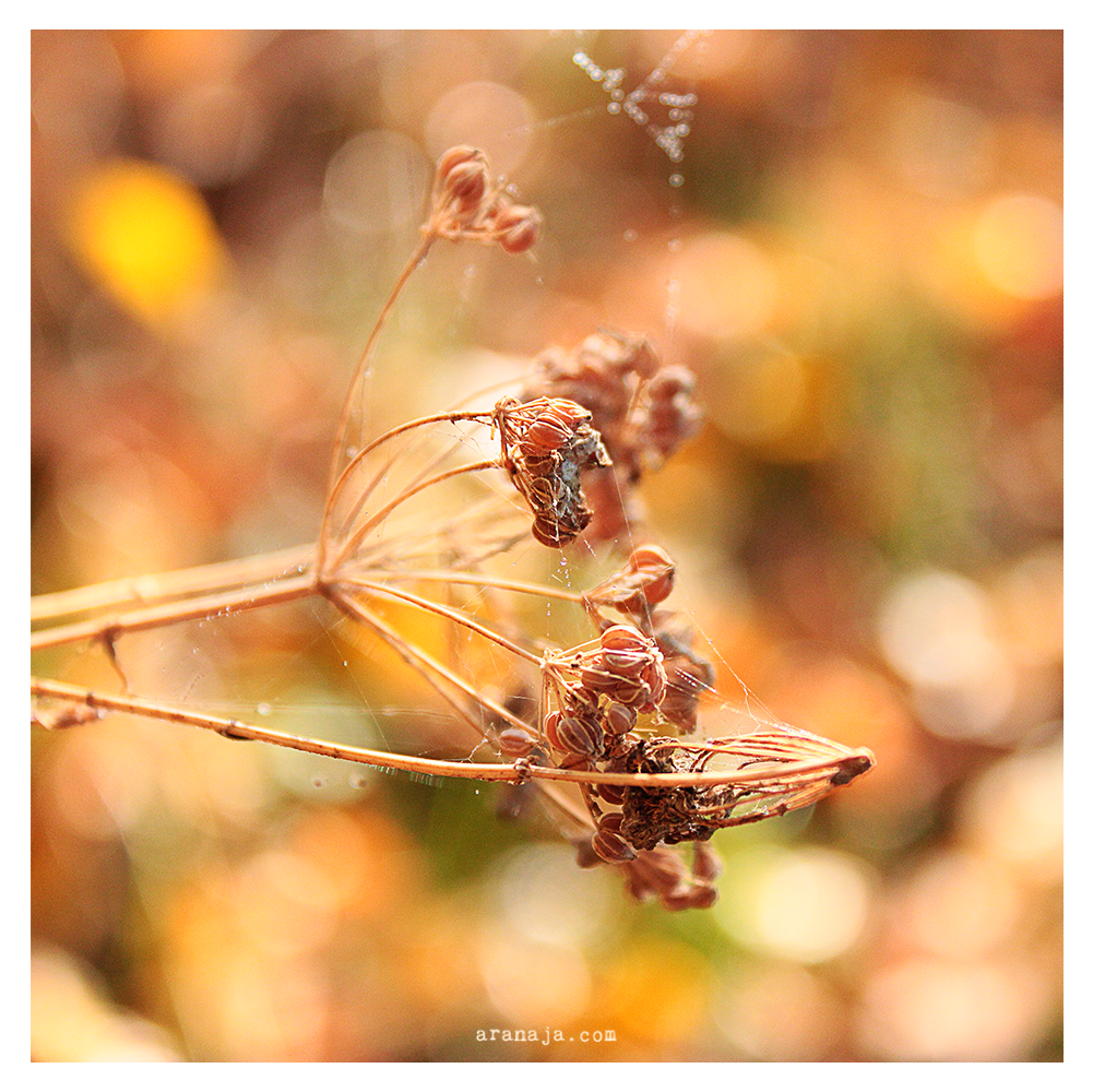 Details of the Autumn II 2013