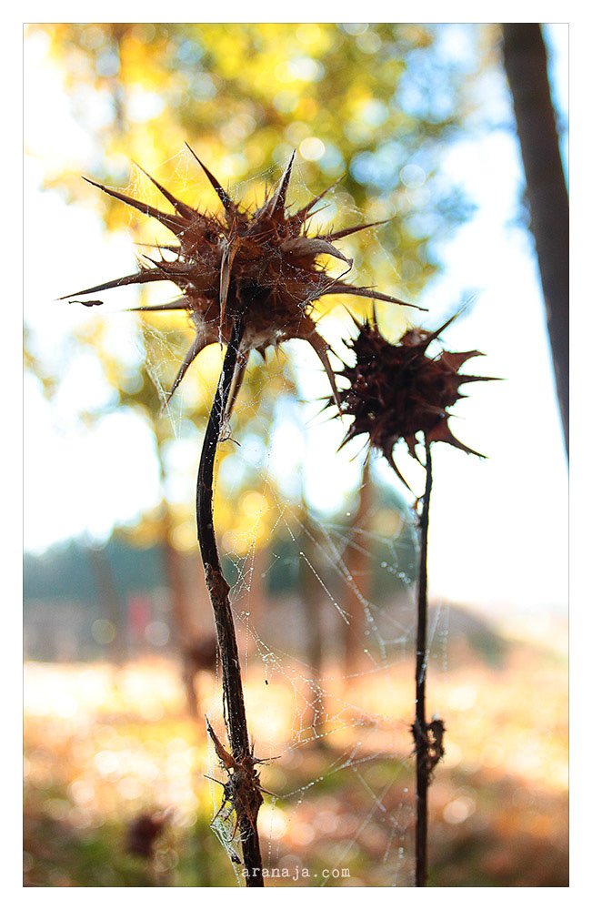 Dangerous Nature 2013