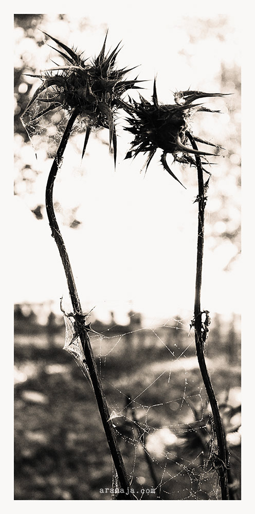 Dangerous Nature IV 2013