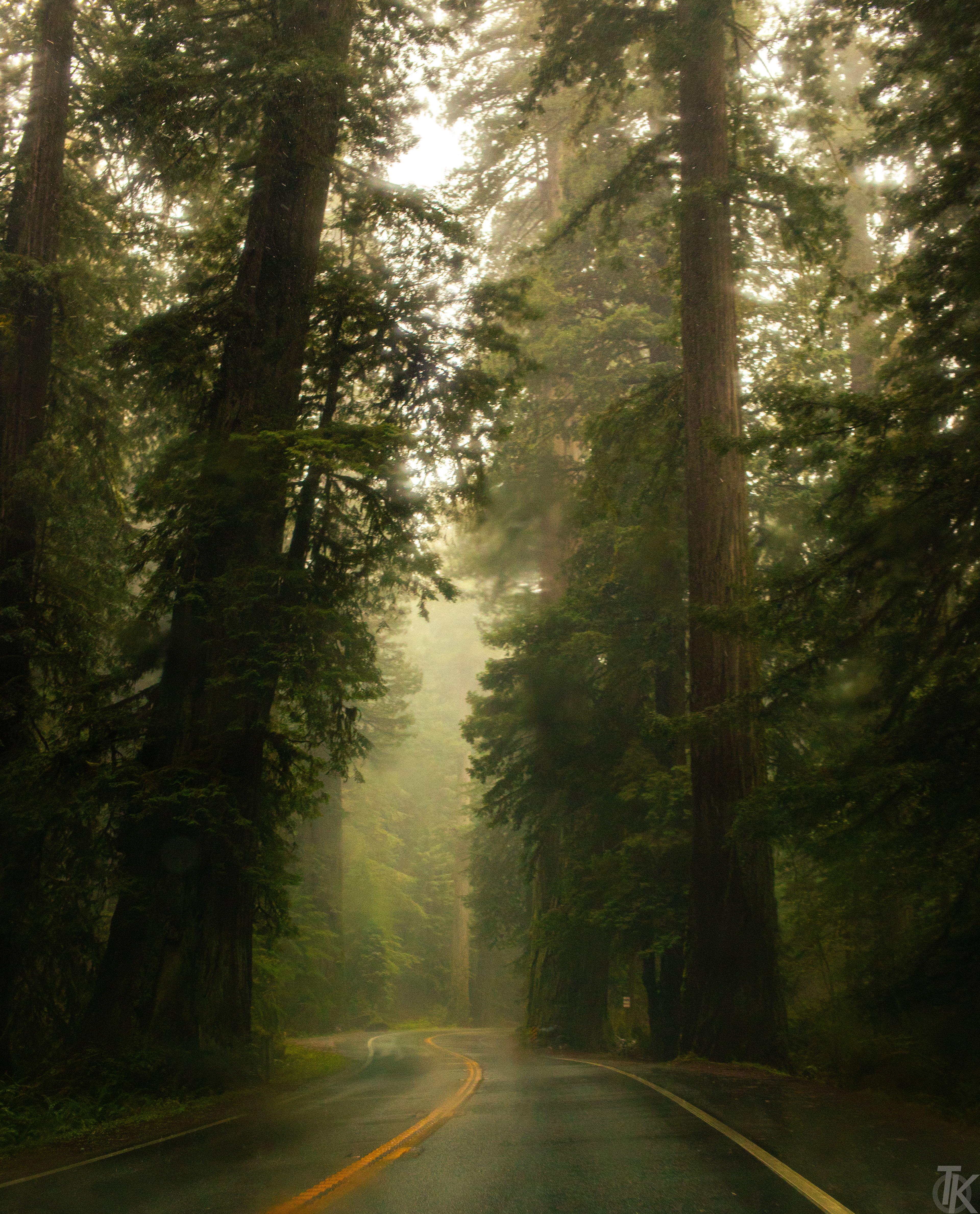 2021 - redwoods