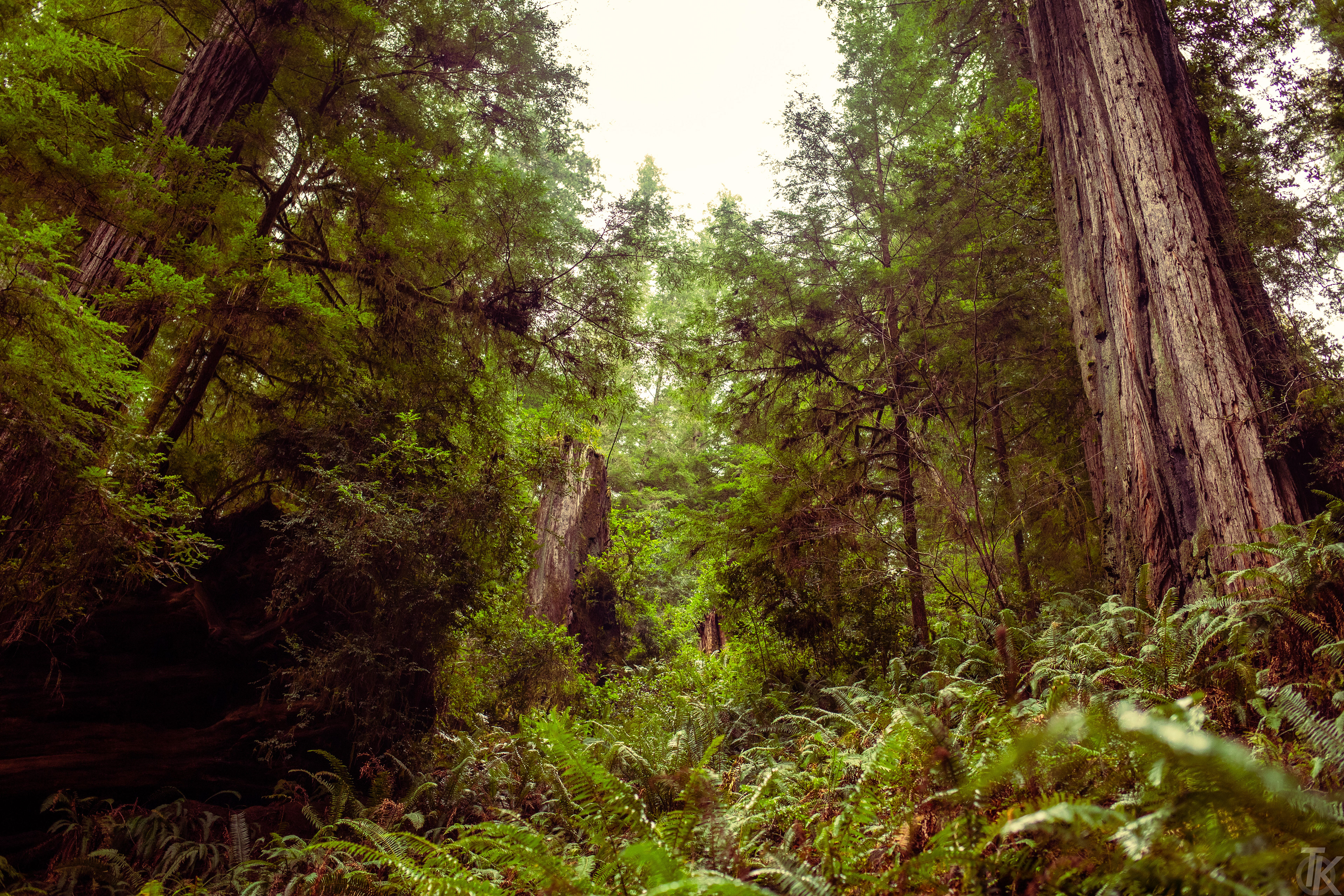 2021 - redwoods