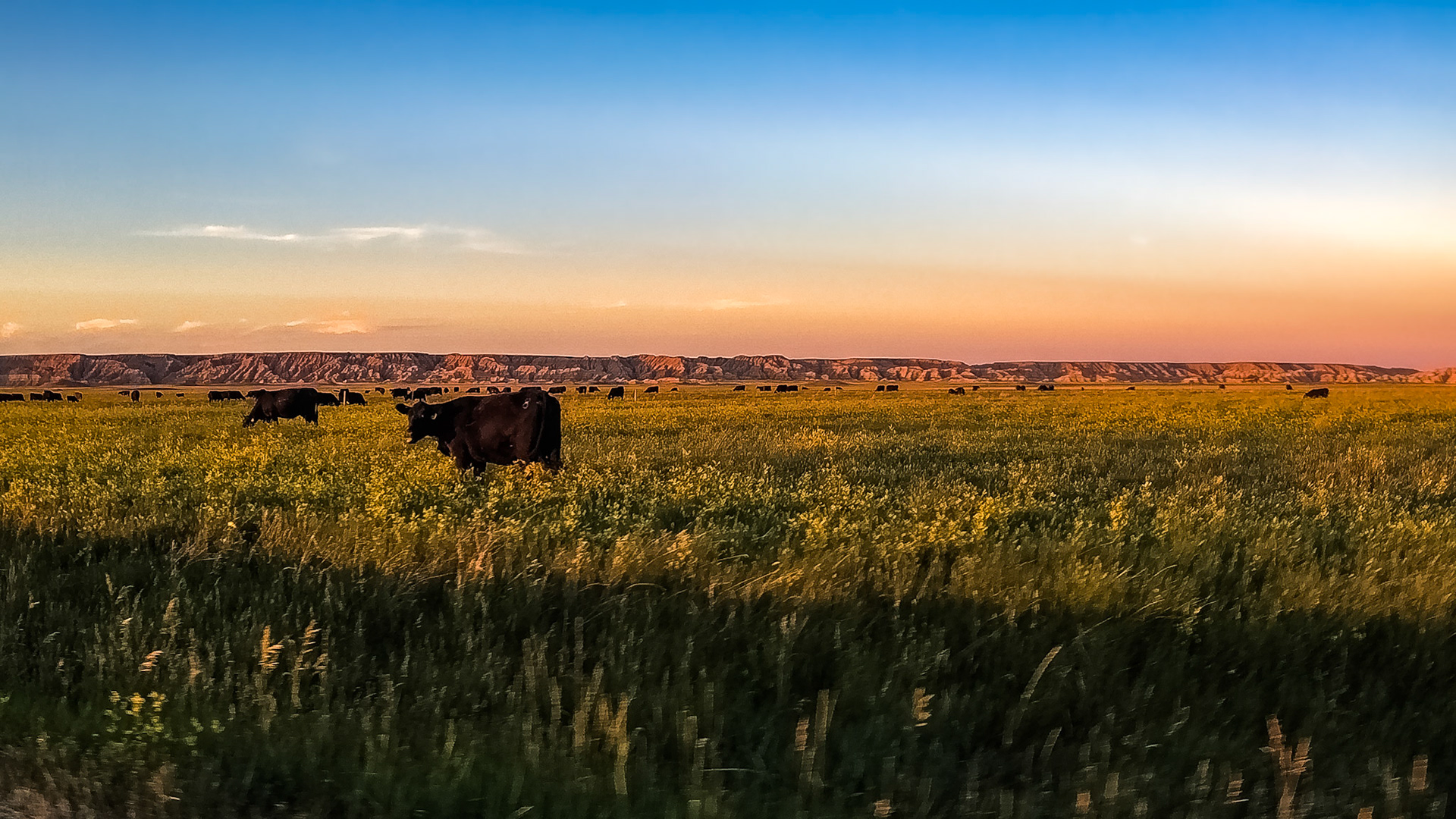 Cattle grazing near the Badlands, South Dakota