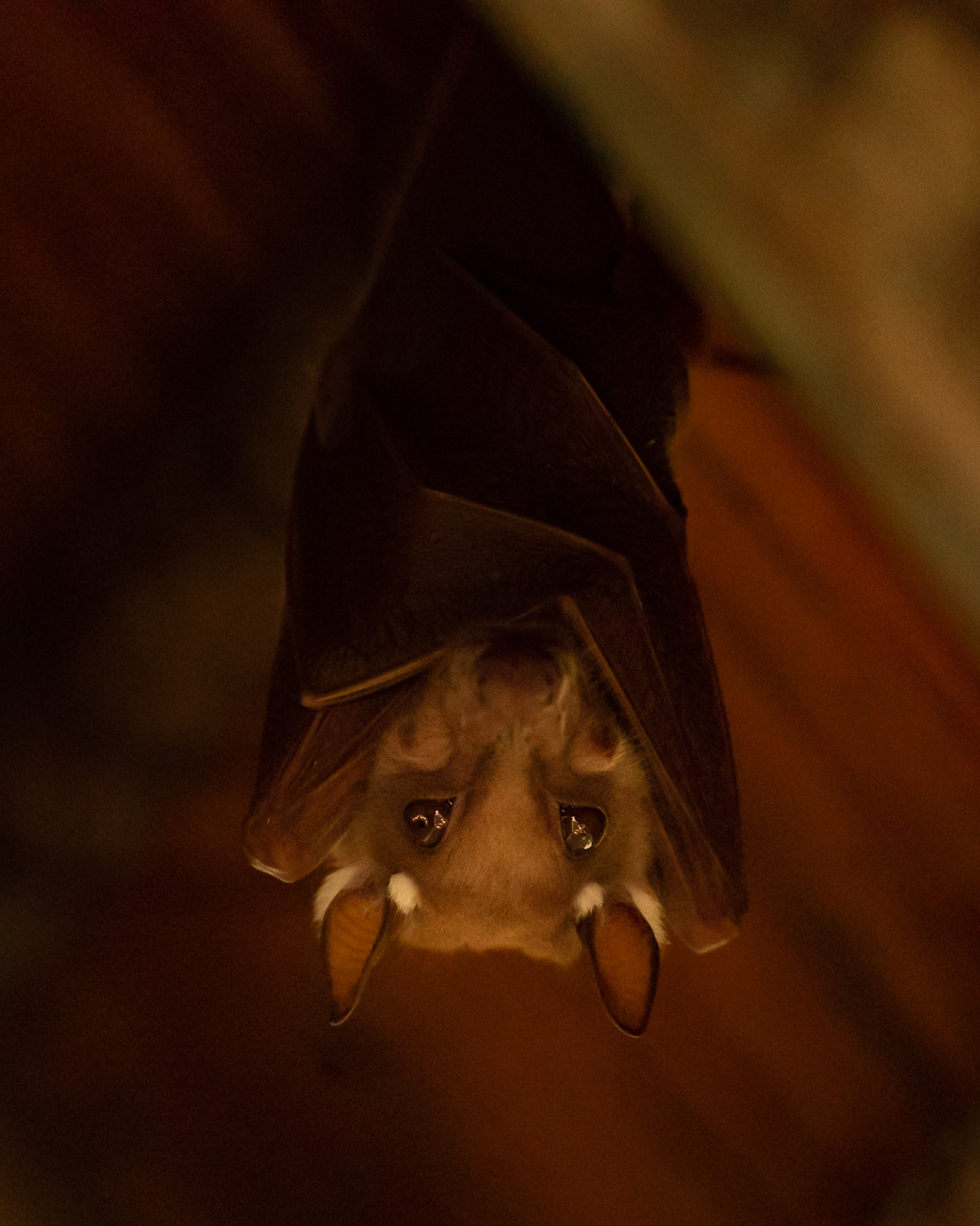 Peter's Epauletted Fruit Bat #Nathab #wwf #Botswana #Okavango Delta