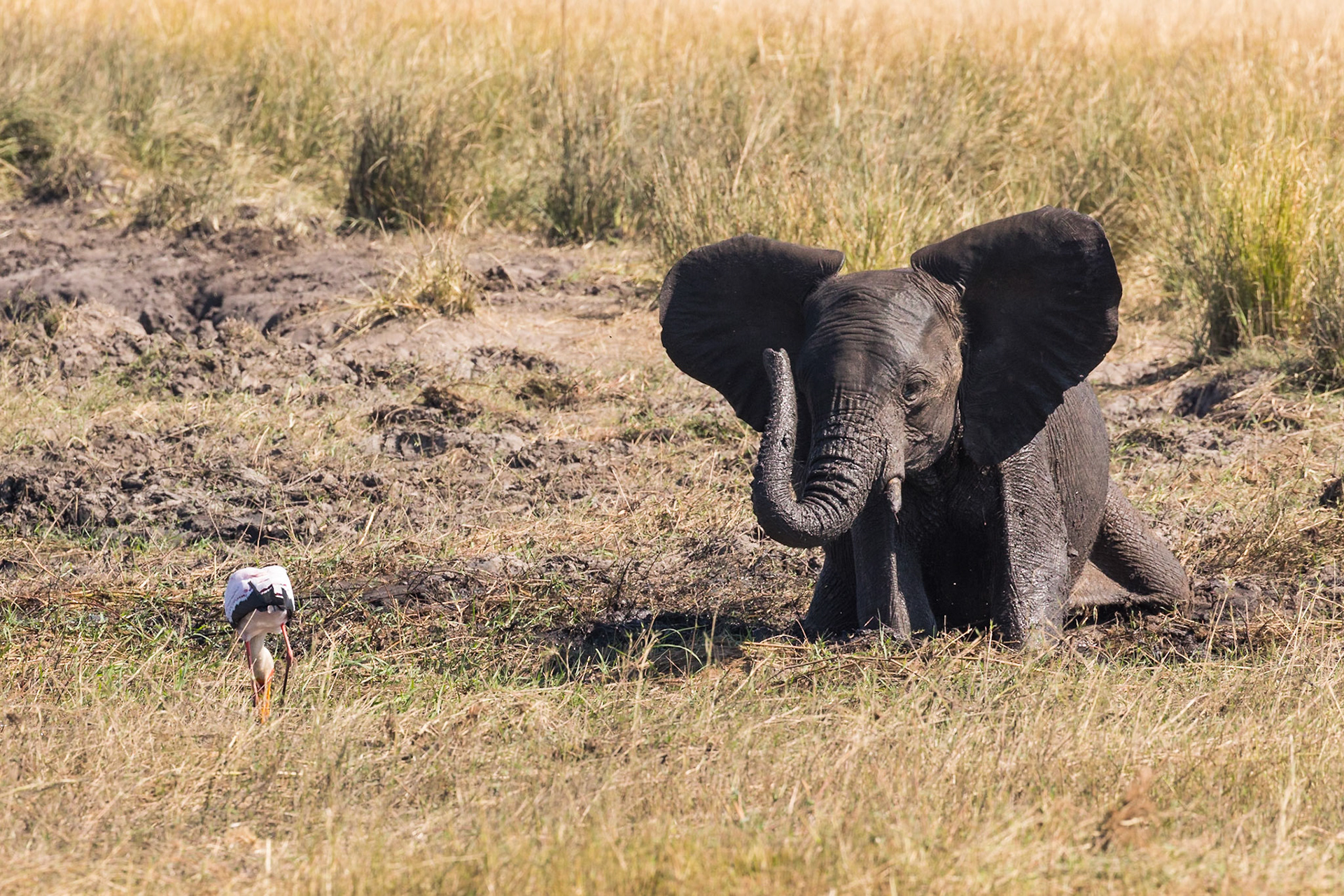 Only room for one in this mudpit ! #Chobe #Botswana #NatHab #elephants #Africa