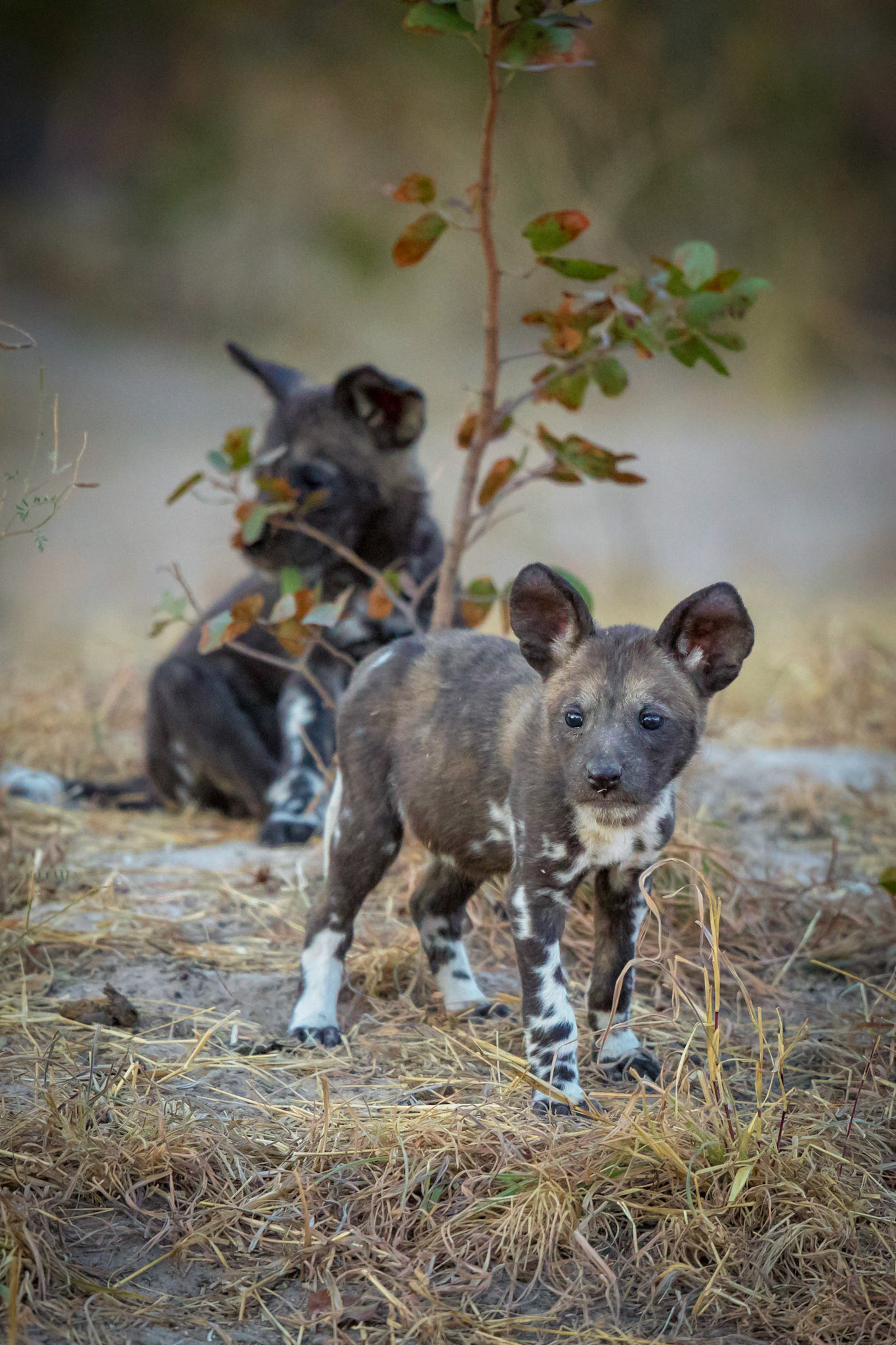 African Wild Dog Pups; Botswana