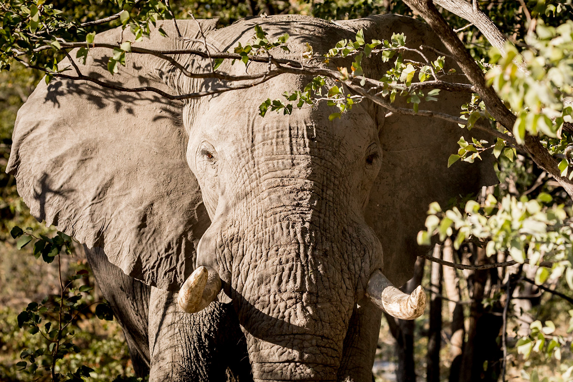 African Majesty #Botswana #elephant #savetheelephants #NatHab