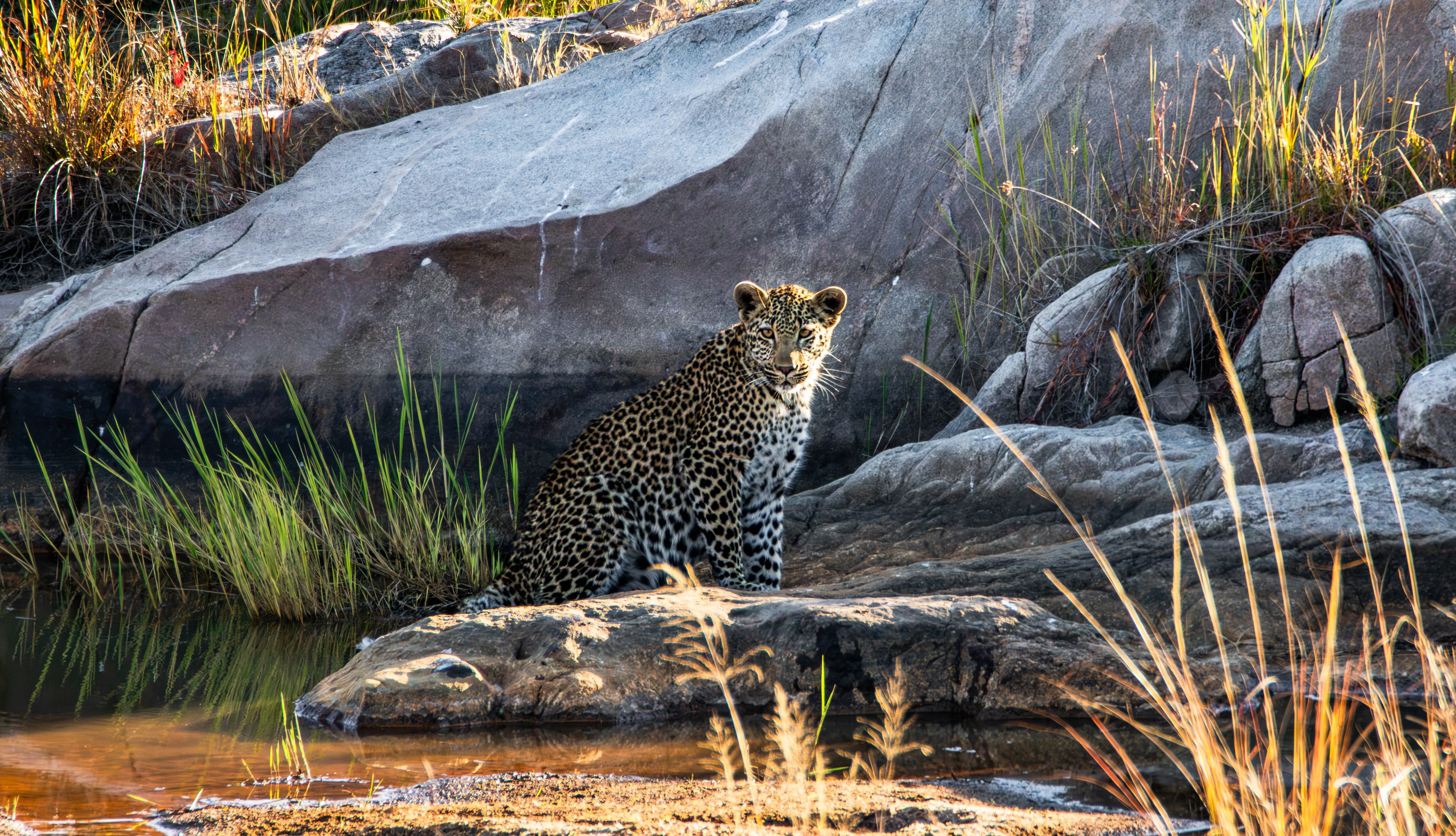 Leopard (Panthera pardus), Kruger NP,.