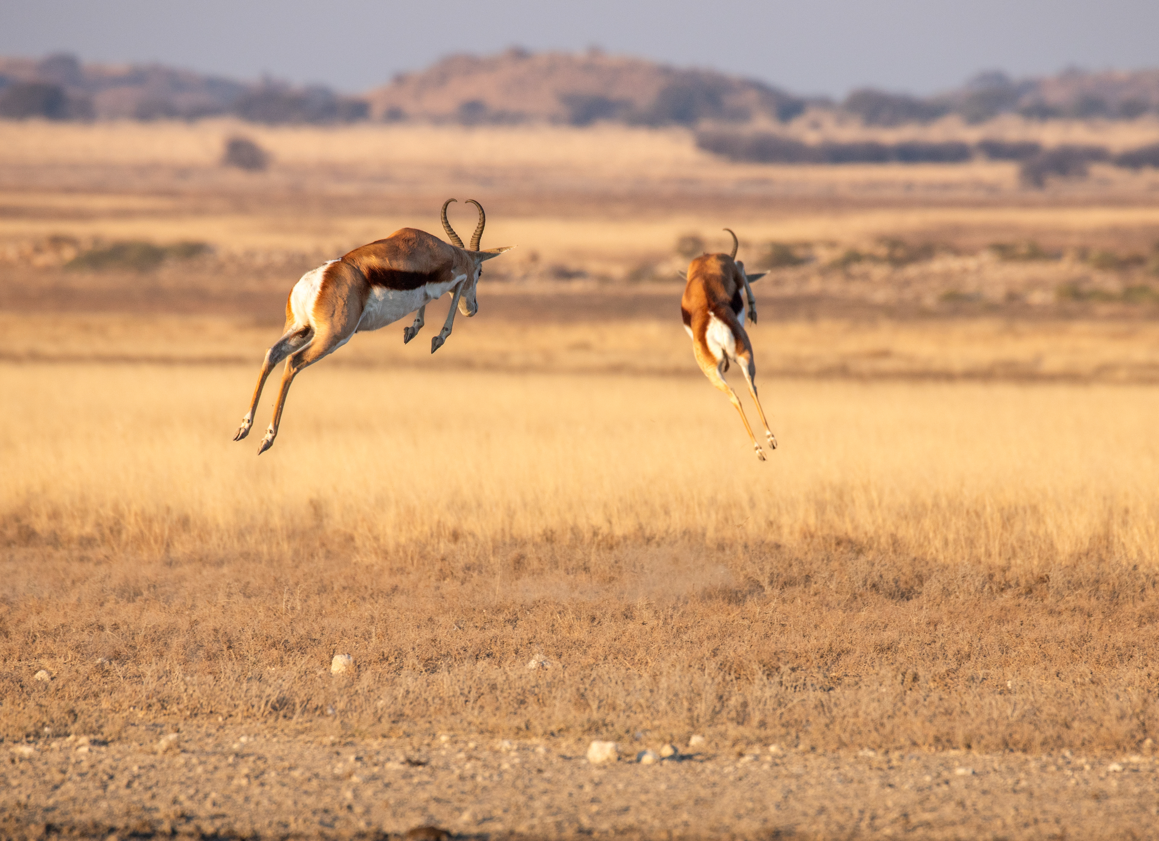 springbok (Antidorcas marsupialis), Benfontein NR