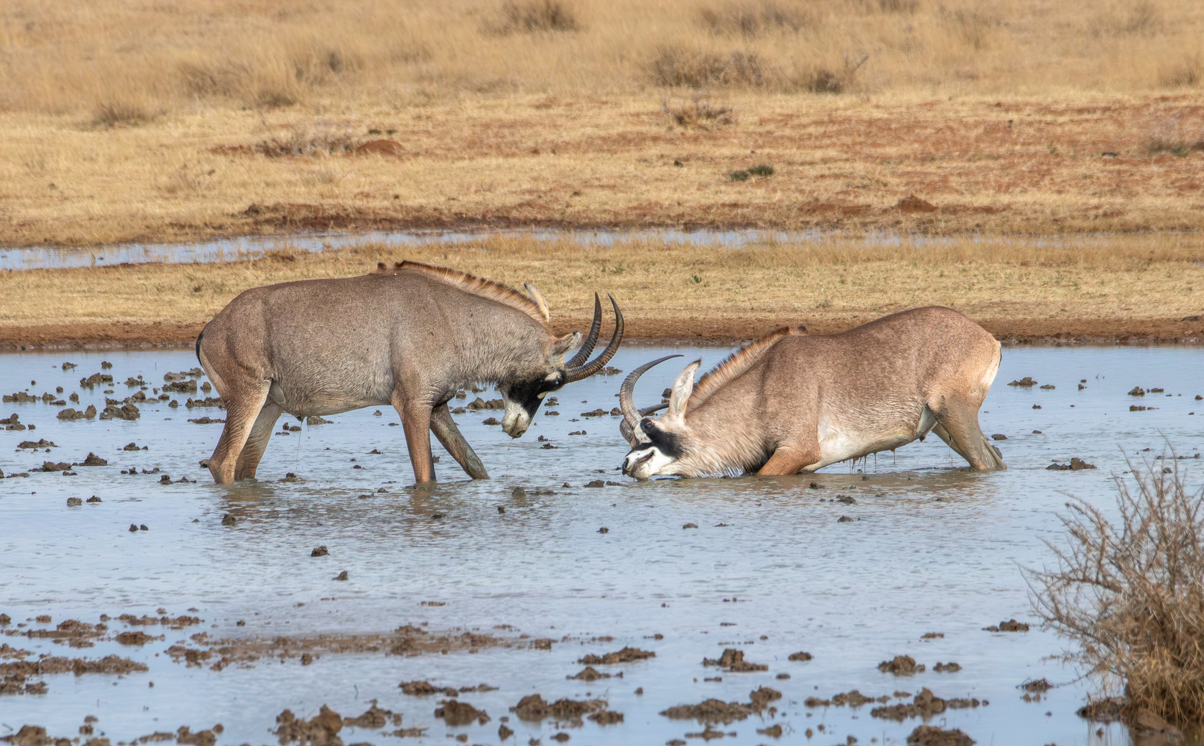 Roan antelope (Hippotragus equinus), Mokala NP.
