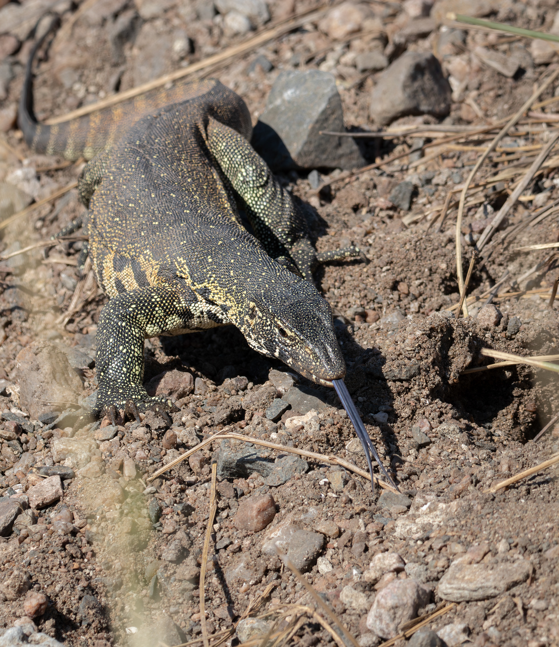 Nile monitor (Varanus niloticus), Kruger NP.