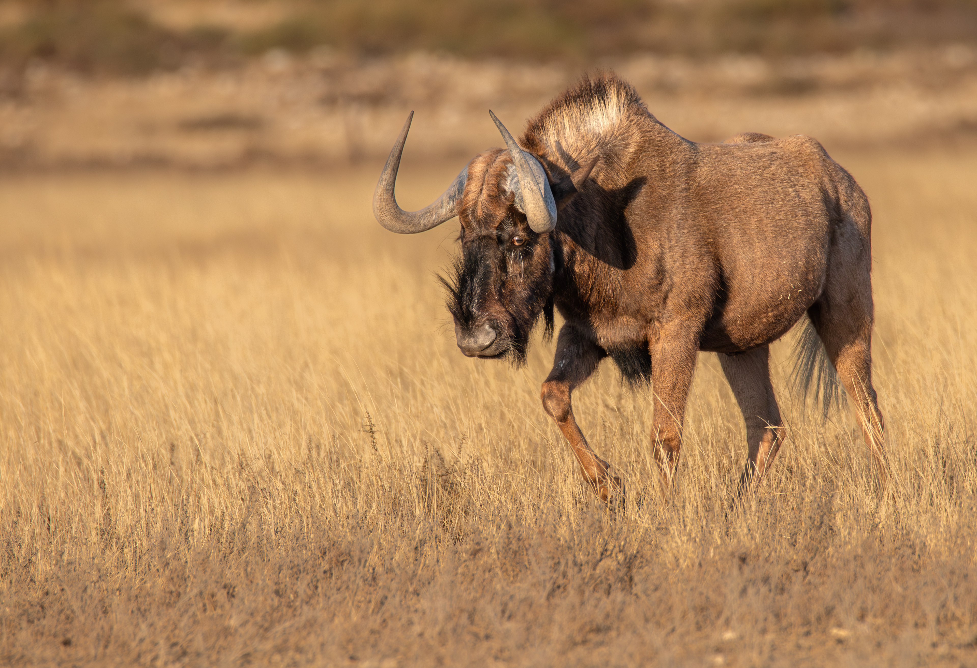 Black wildebeest (Connochaetes gnou), Benfontein NR.