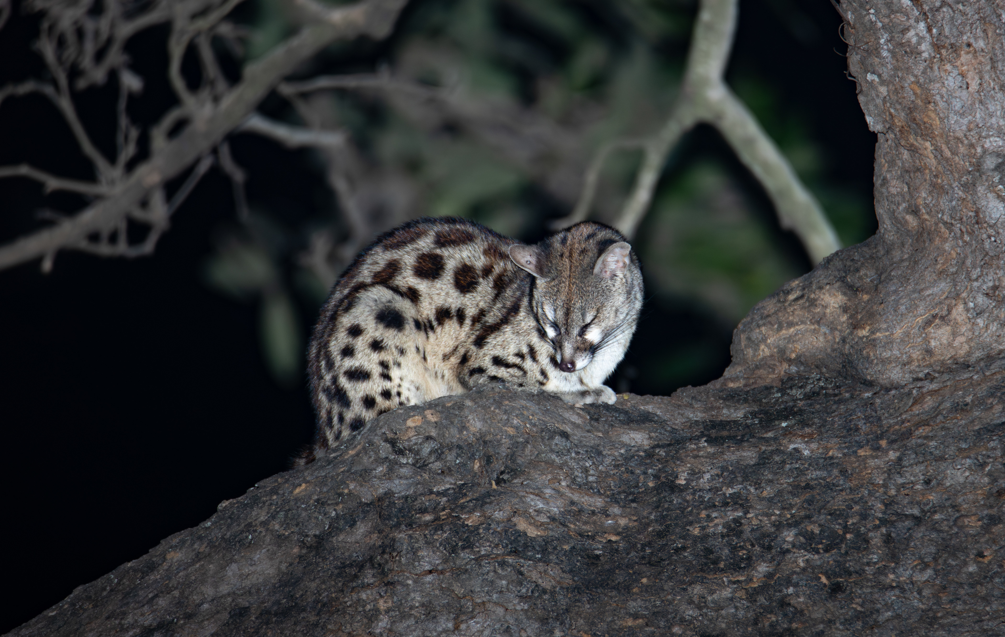 Rusty-spotted genet (Genetta maculata), Kruger NP.
