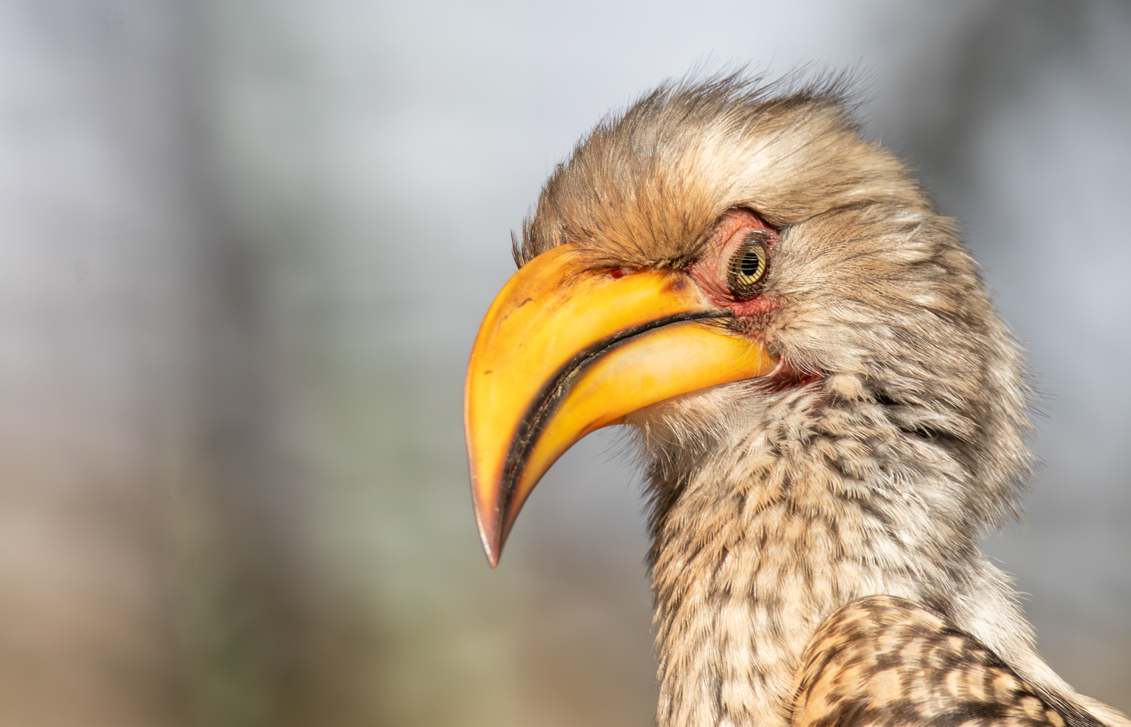 Yellow-billed hornbill (Tockus leucomelas), Kruger NP