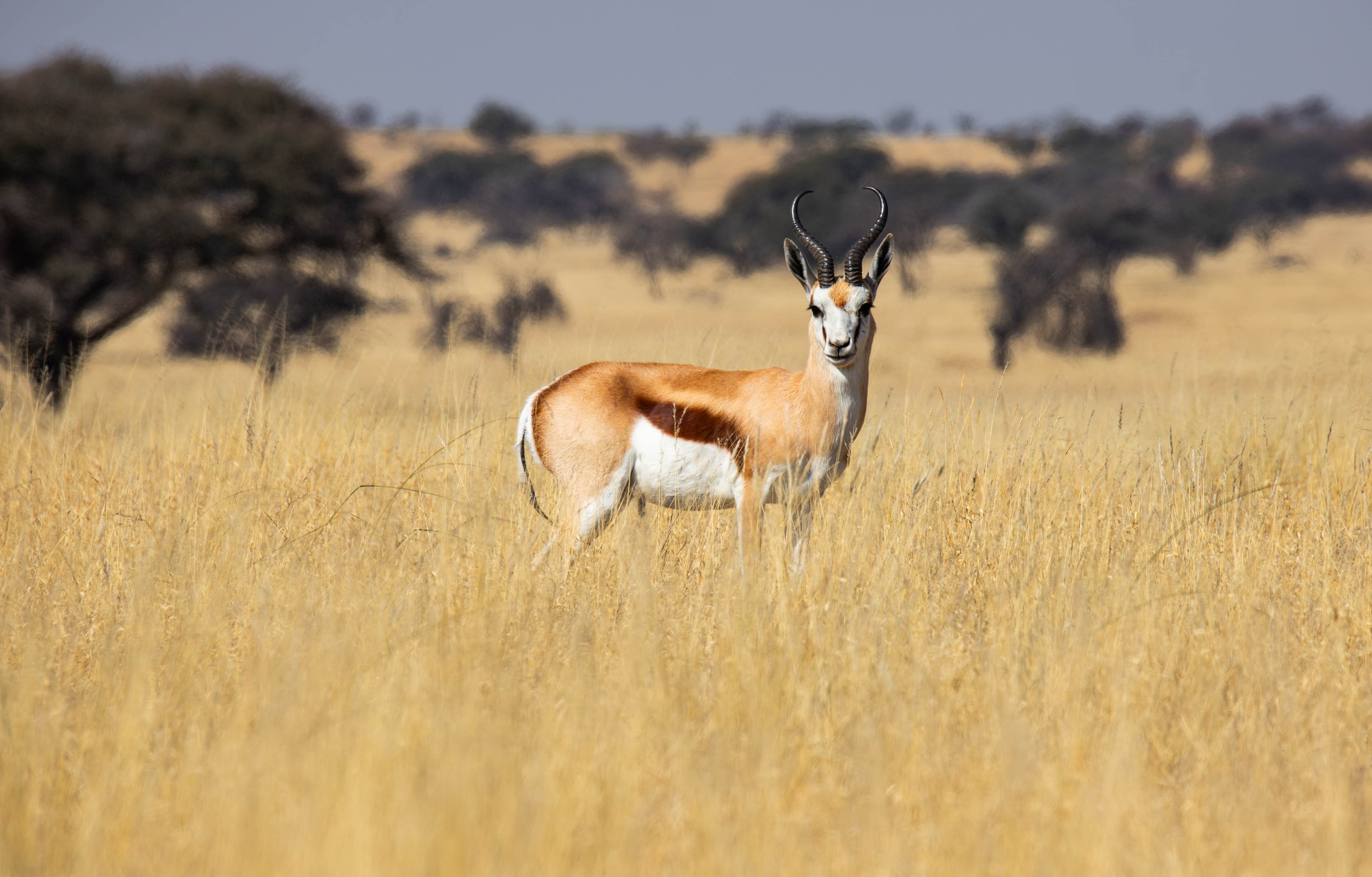 springbok (Antidorcas marsupialis), Benfontein NR