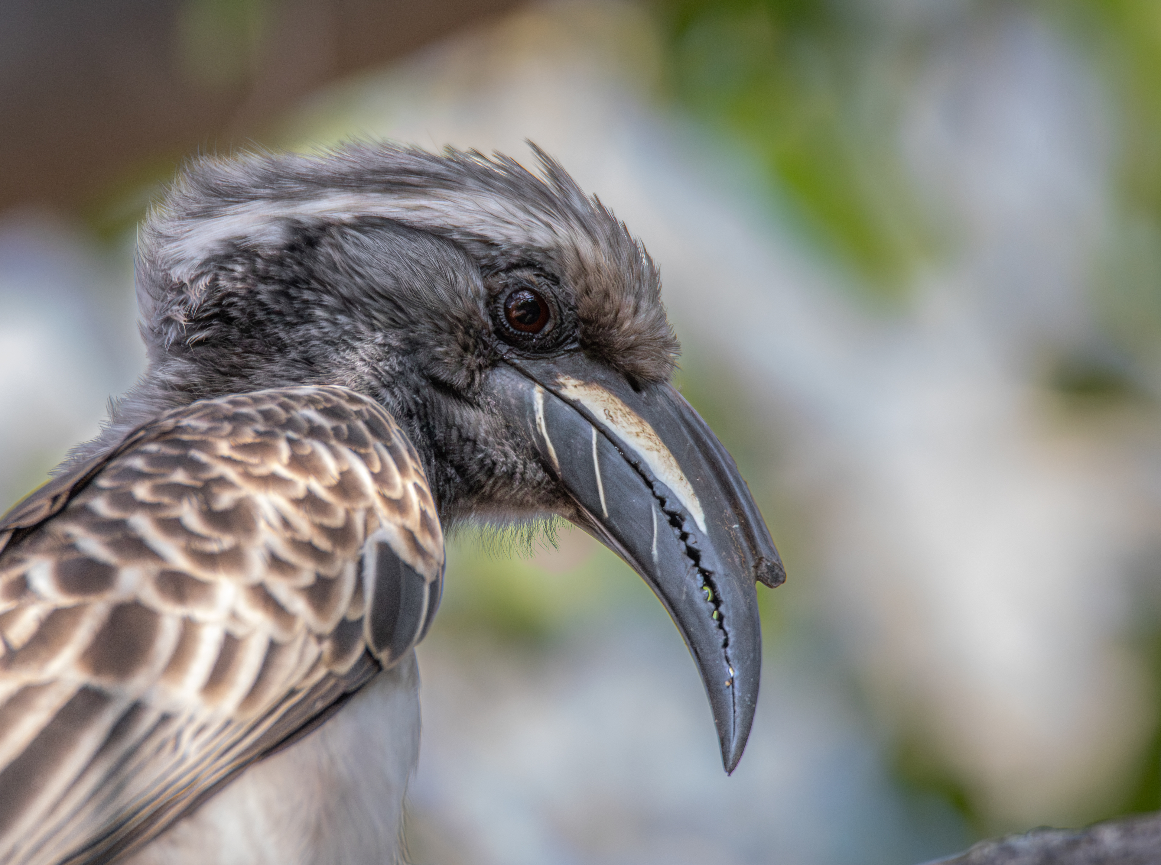 African grey hornbill (Lophoceros nasutus), Kruger NP