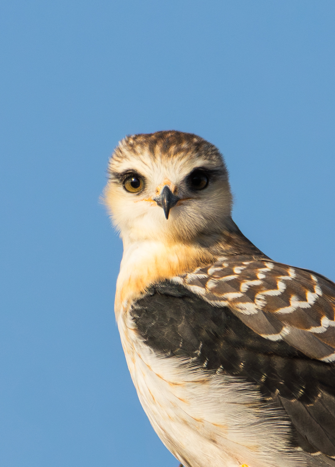 Black-winged kite (Elanus caeruleus), Benfontein NR.