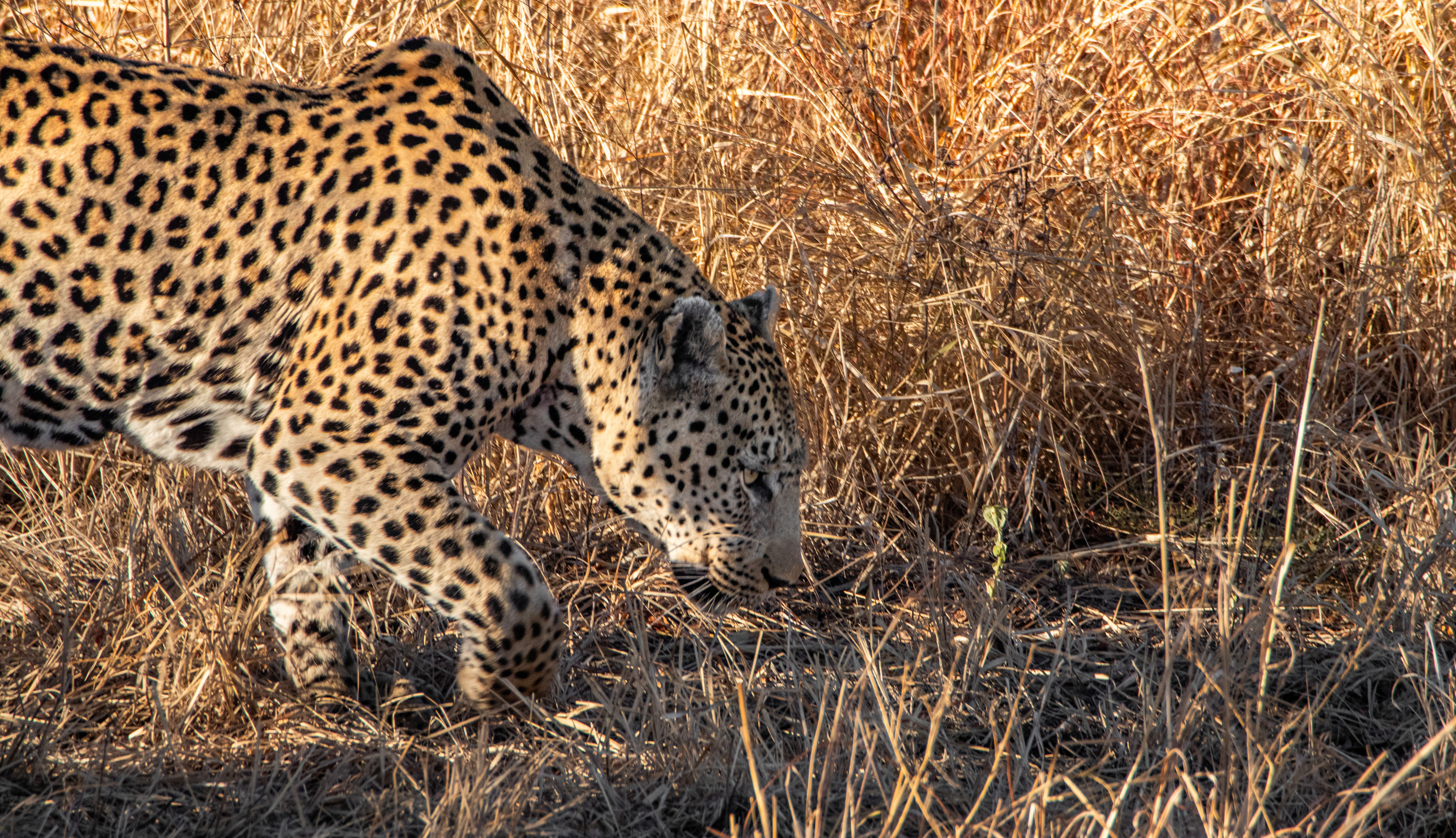 Leopard (Panthera pardus), Kruger NP.