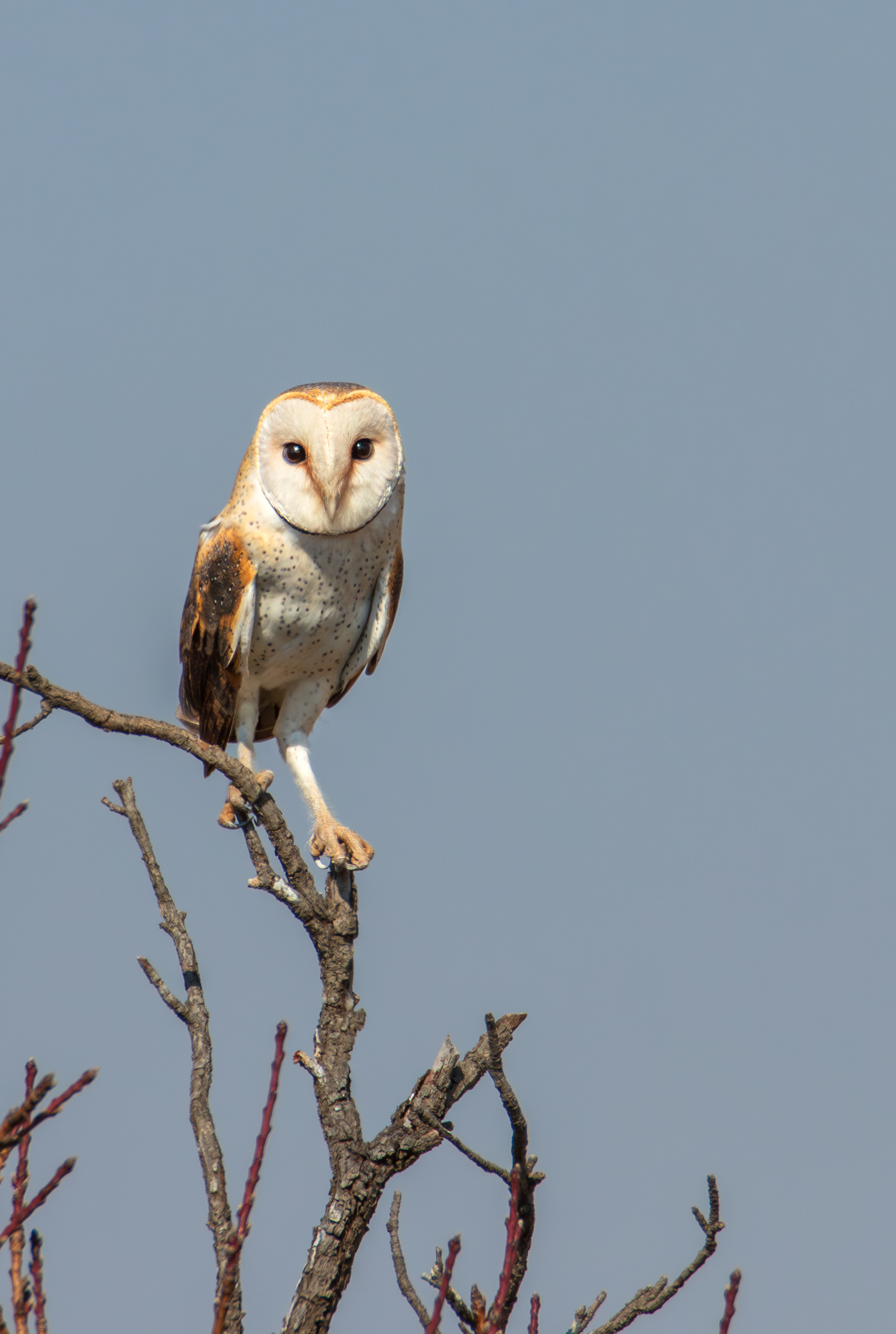 Barn owl (Tyto alba), Benfontein NR.