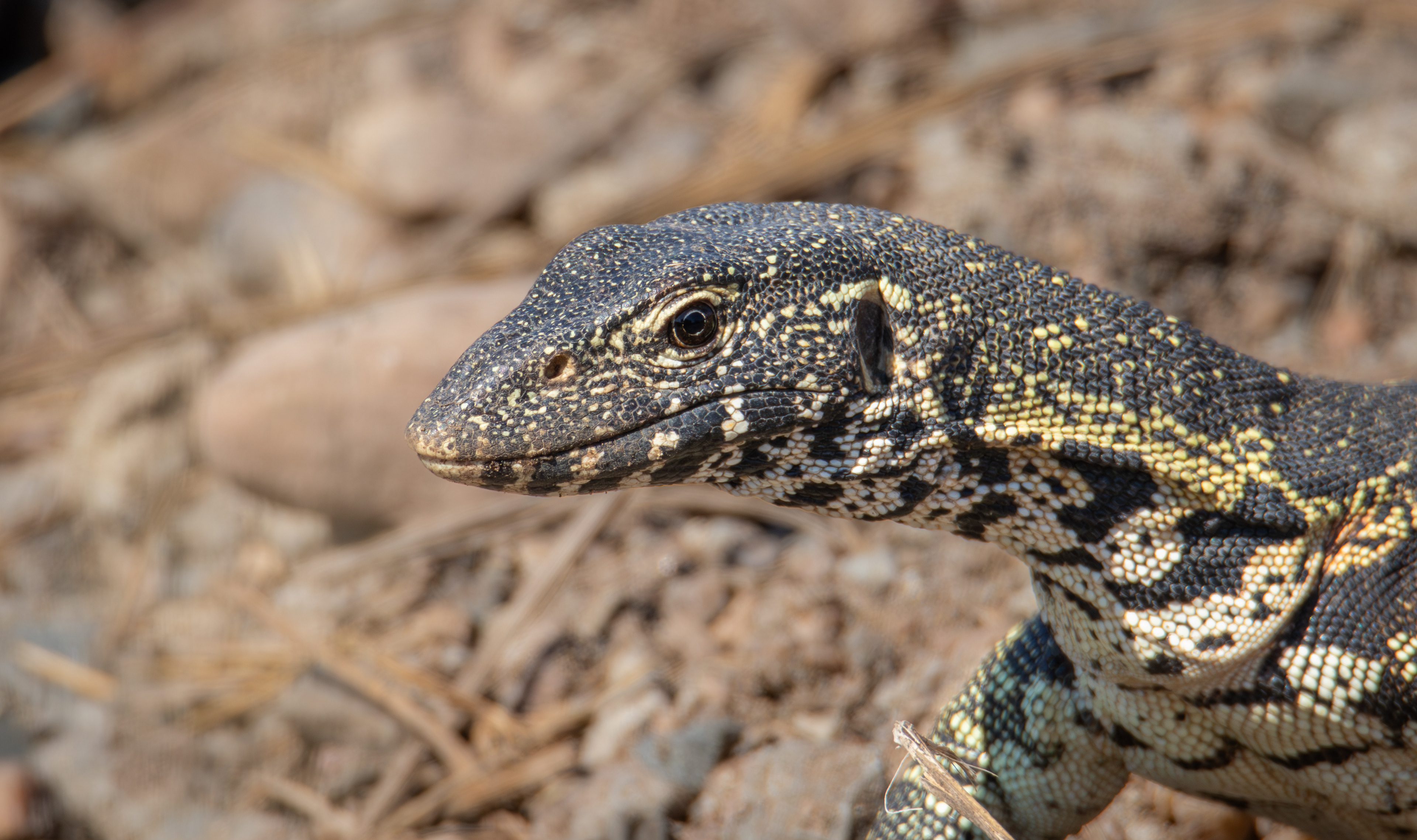 Nile monitor (Varanus niloticus), Kruger NP.
