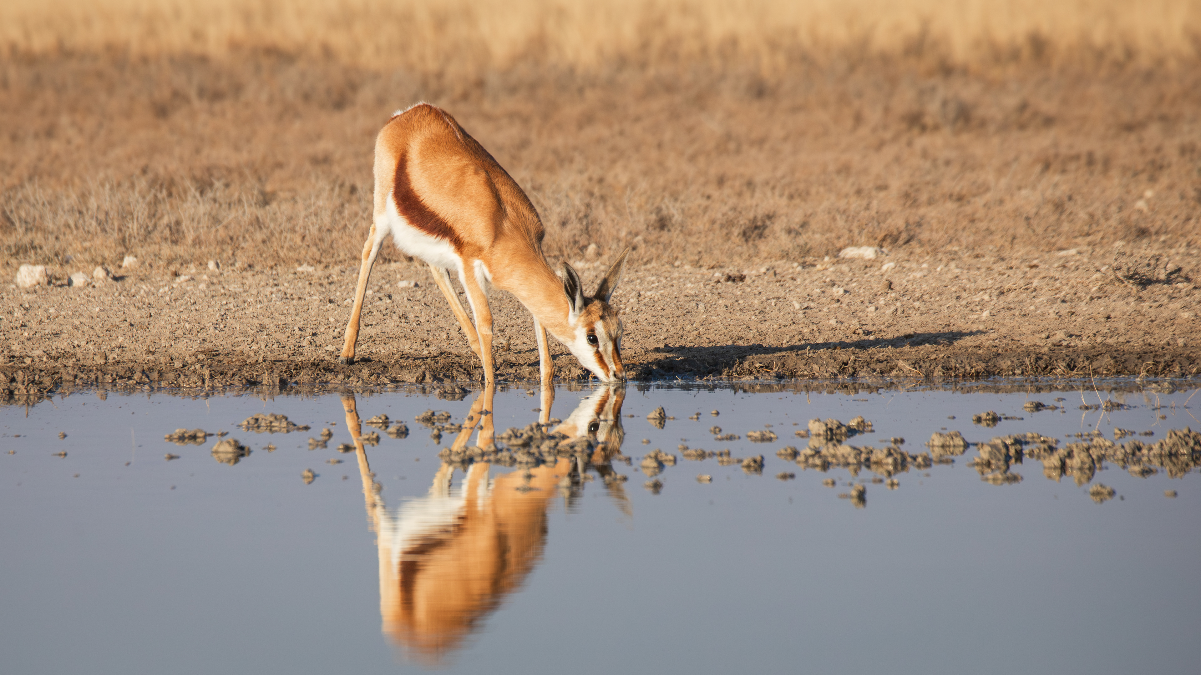 springbok (Antidorcas marsupialis), Benfontein NR