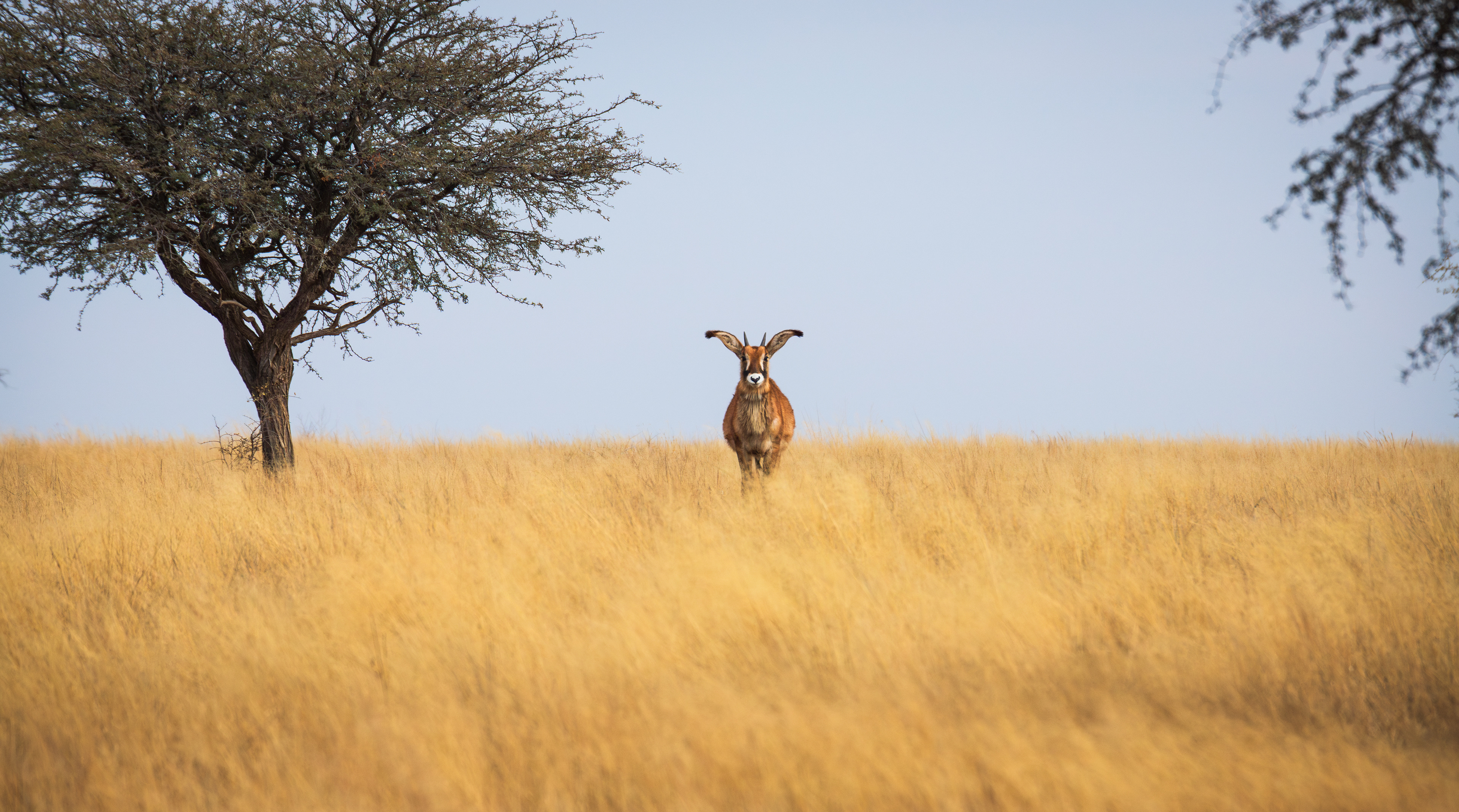 Roan antelope (Hippotragus equinus), Mokala NP.