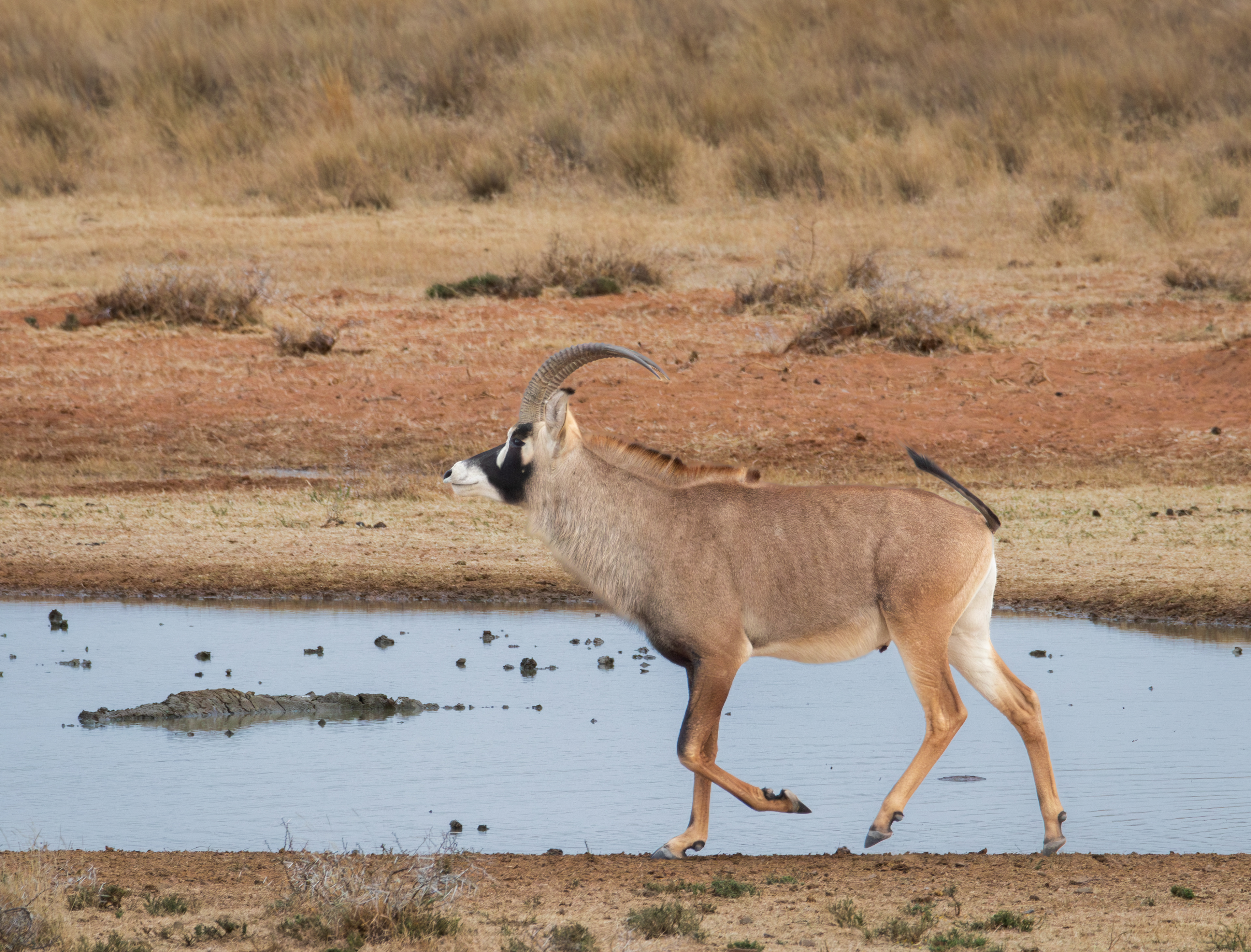 Roan antelope (Hippotragus equinus), Mokala NP.