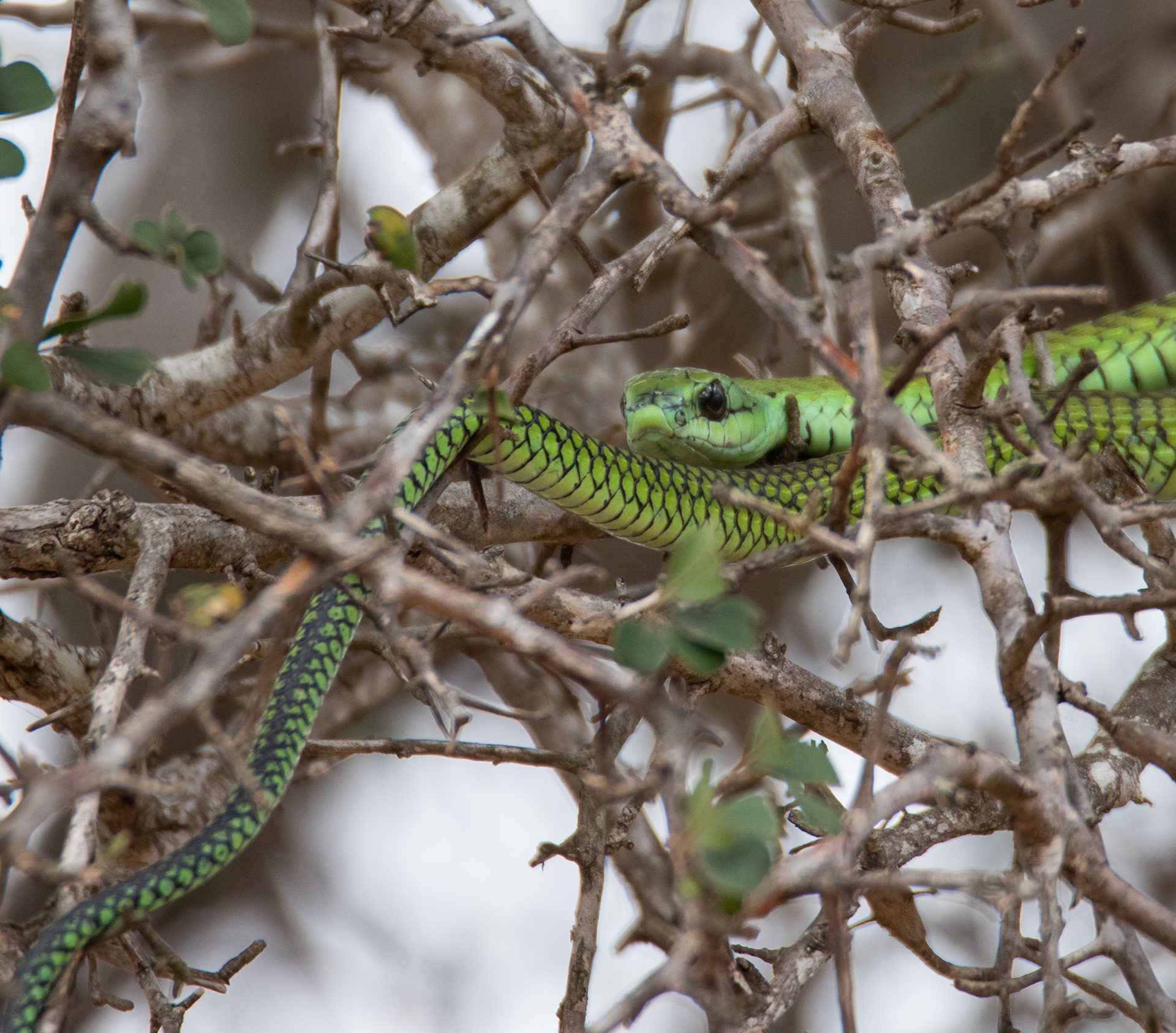 Boomslang (Dispholidus typus), Kruger NP.