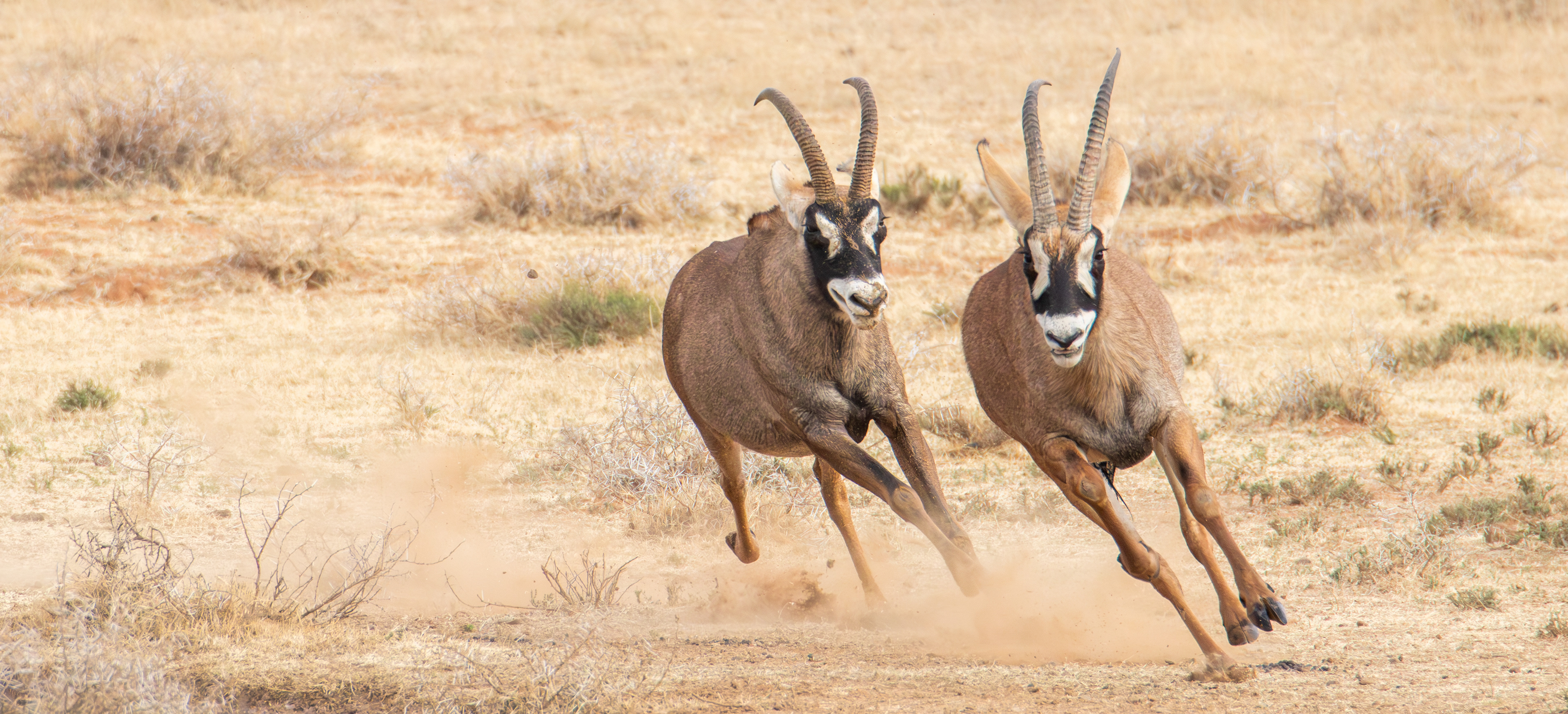 Roan antelope (Hippotragus equinus), Mokala NP.