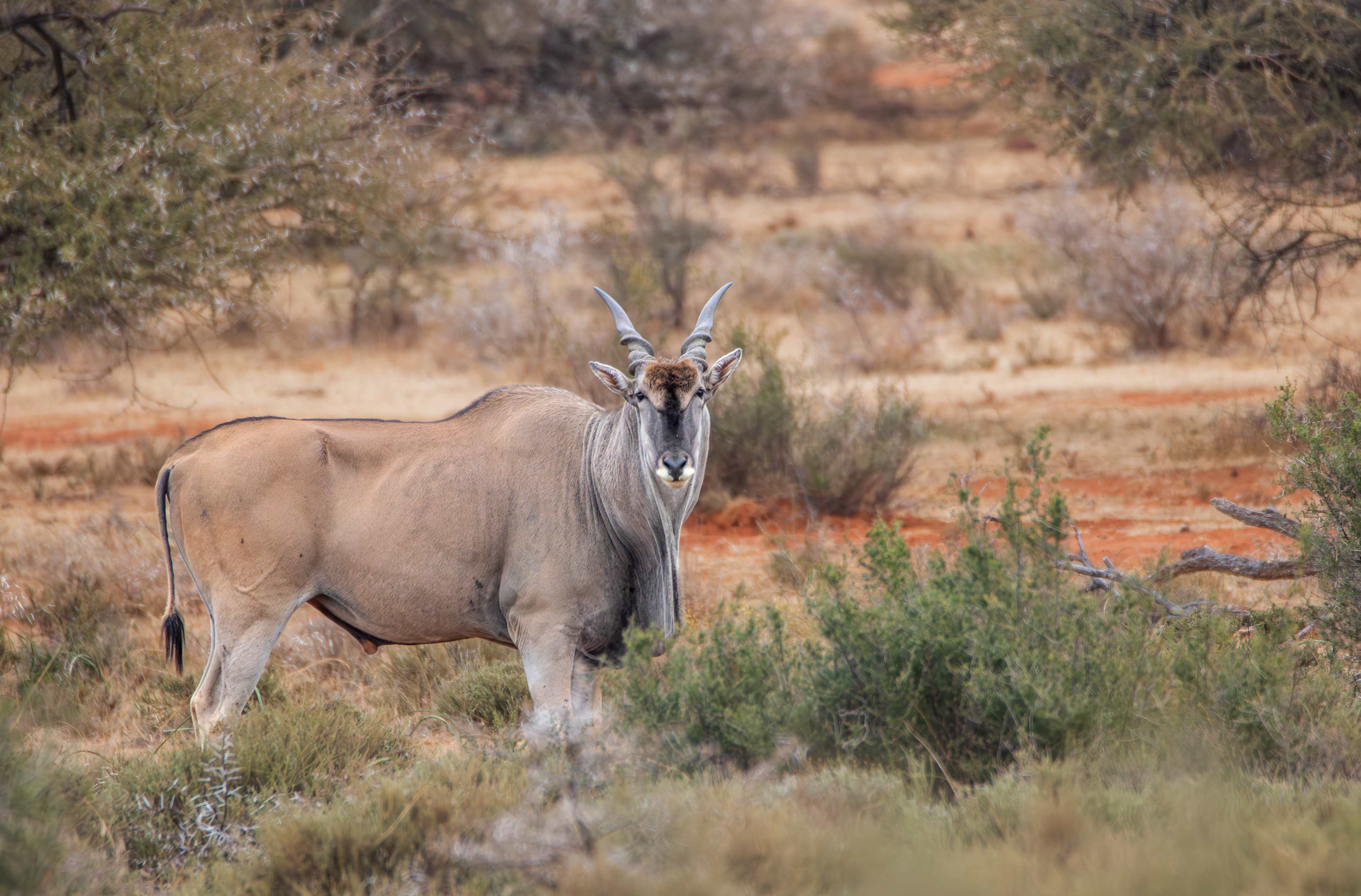 Common eland (Taurotragus oryx), Mokala NP.
