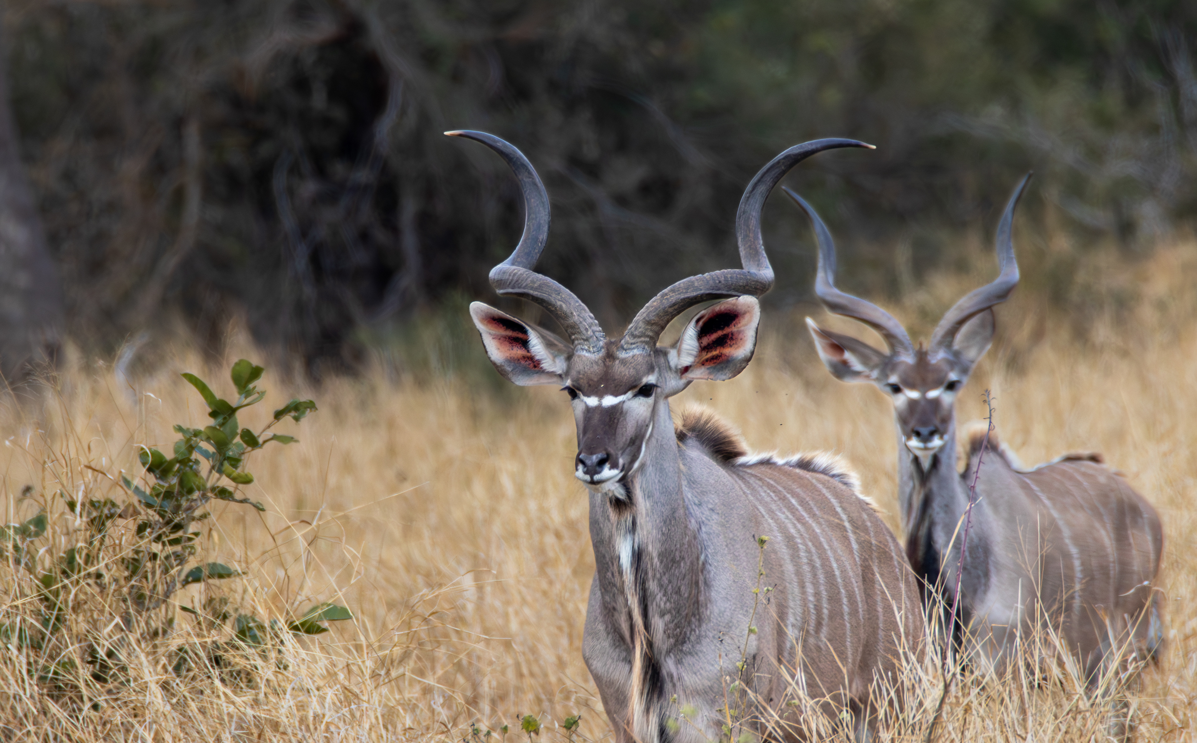 Greater kudu (Tragelaphus strepsiceros), Mokala NP.