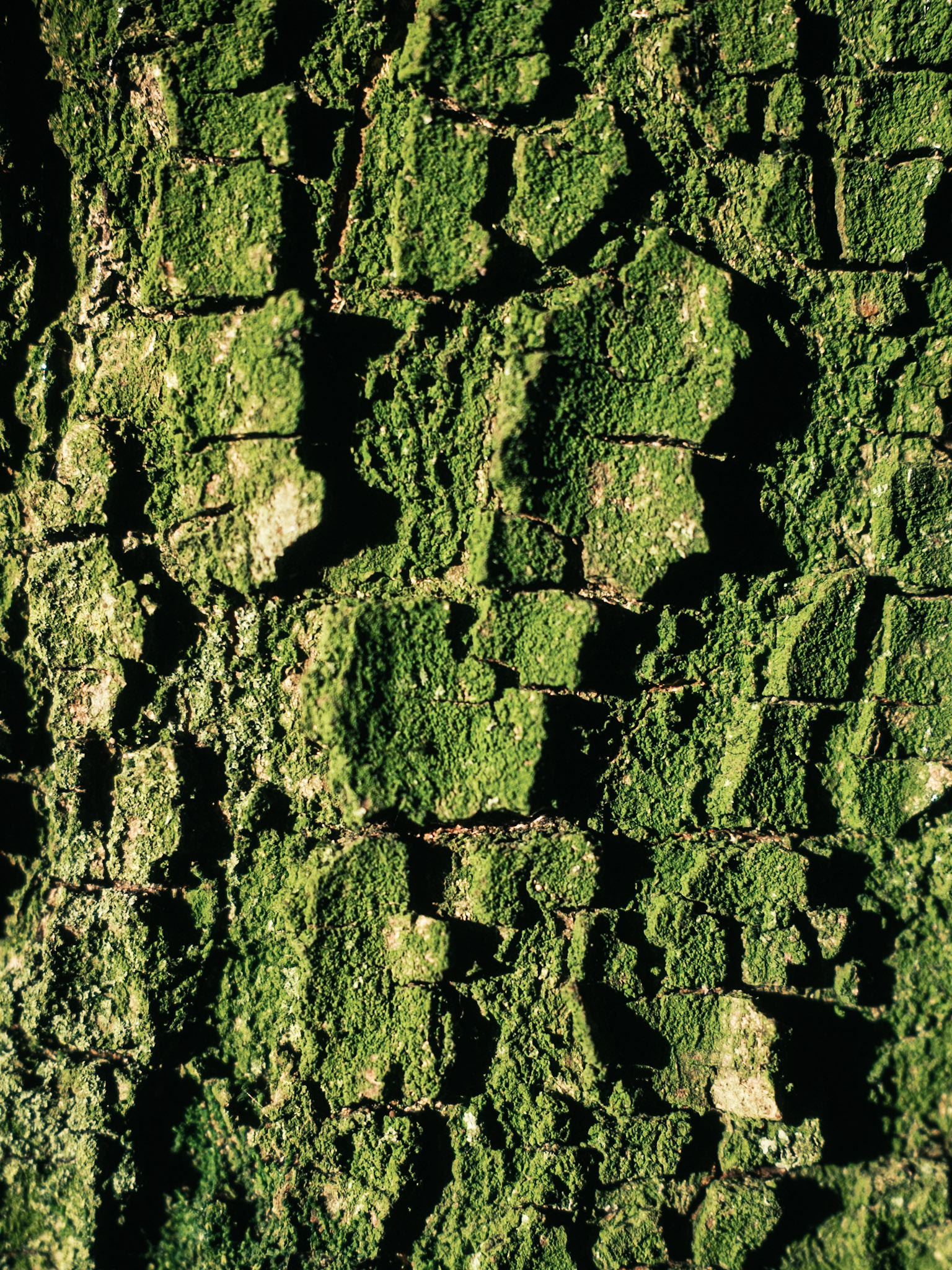 Nature's textures to change your mind. Nature is evermoving, everchanging. So are we.