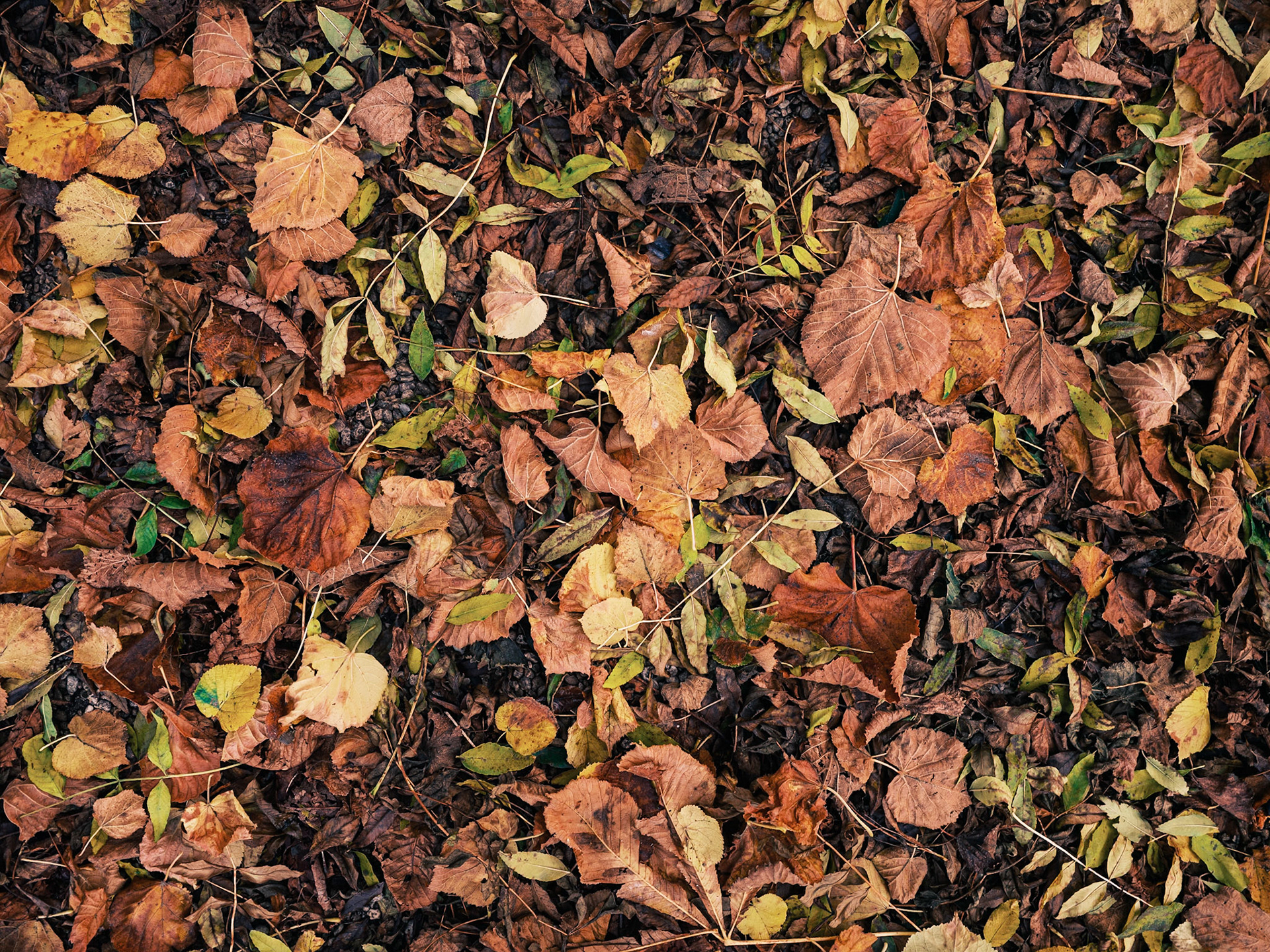 Nature's textures to change your mind. Nature is evermoving, everchanging. So are we.