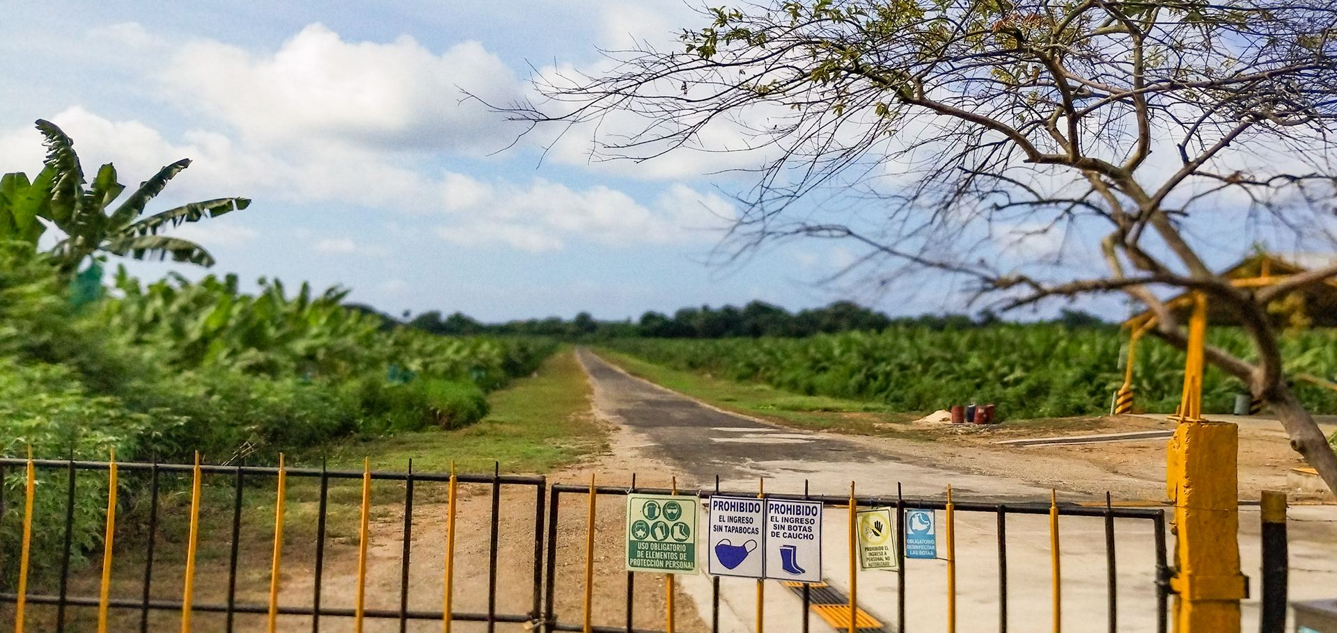 Huge Banana Plantations