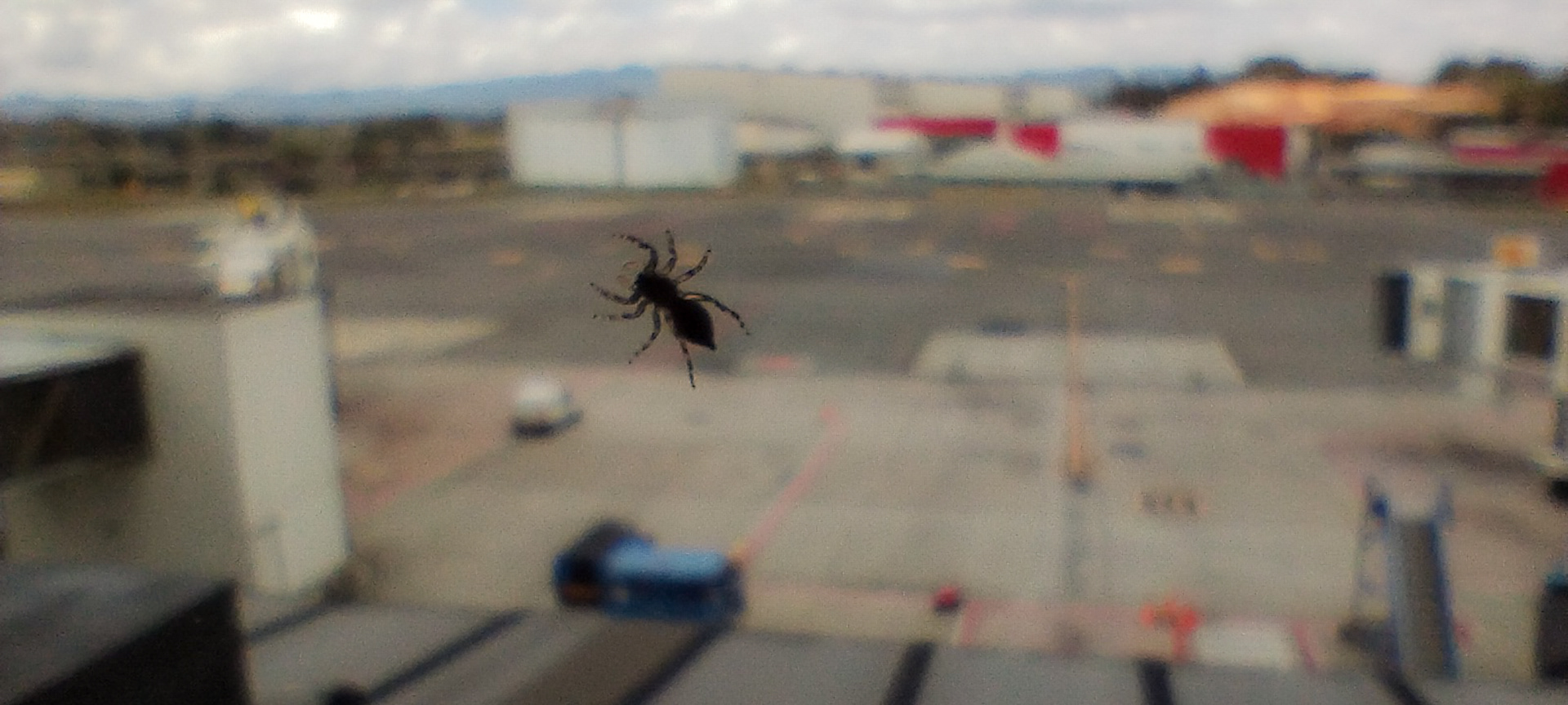 Spider Medellin Airport Waiting for Flight!