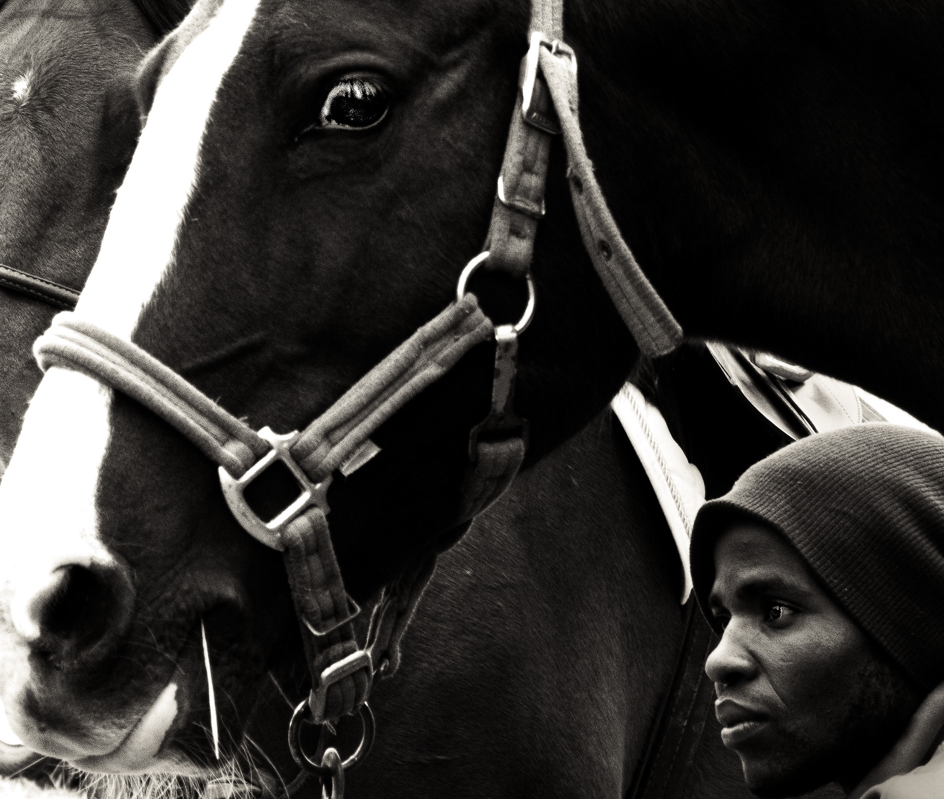 Small Matter of a Horse, Johannesburg