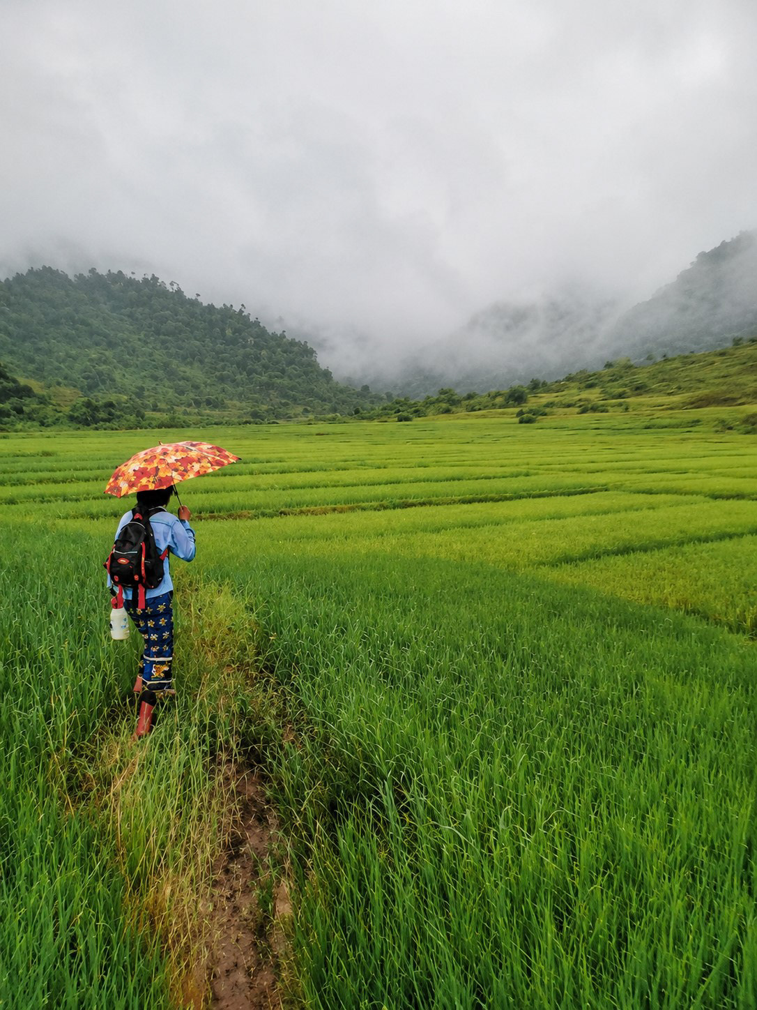 Paddy Pathway, Shan State