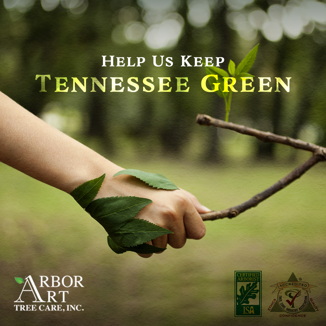 This ad was created for ArborArt Tree Care. This image was chose to help highlight the bond between human and nature.